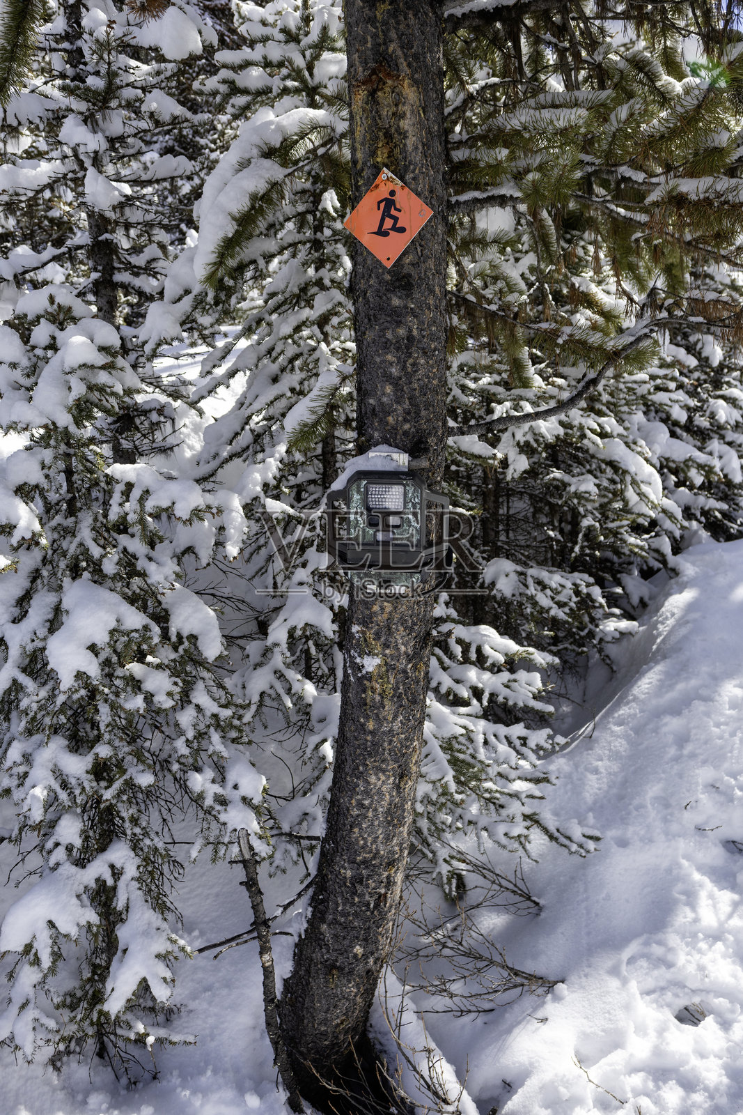 冬季森林中的树木上装有野生动物监测器照片摄影图片