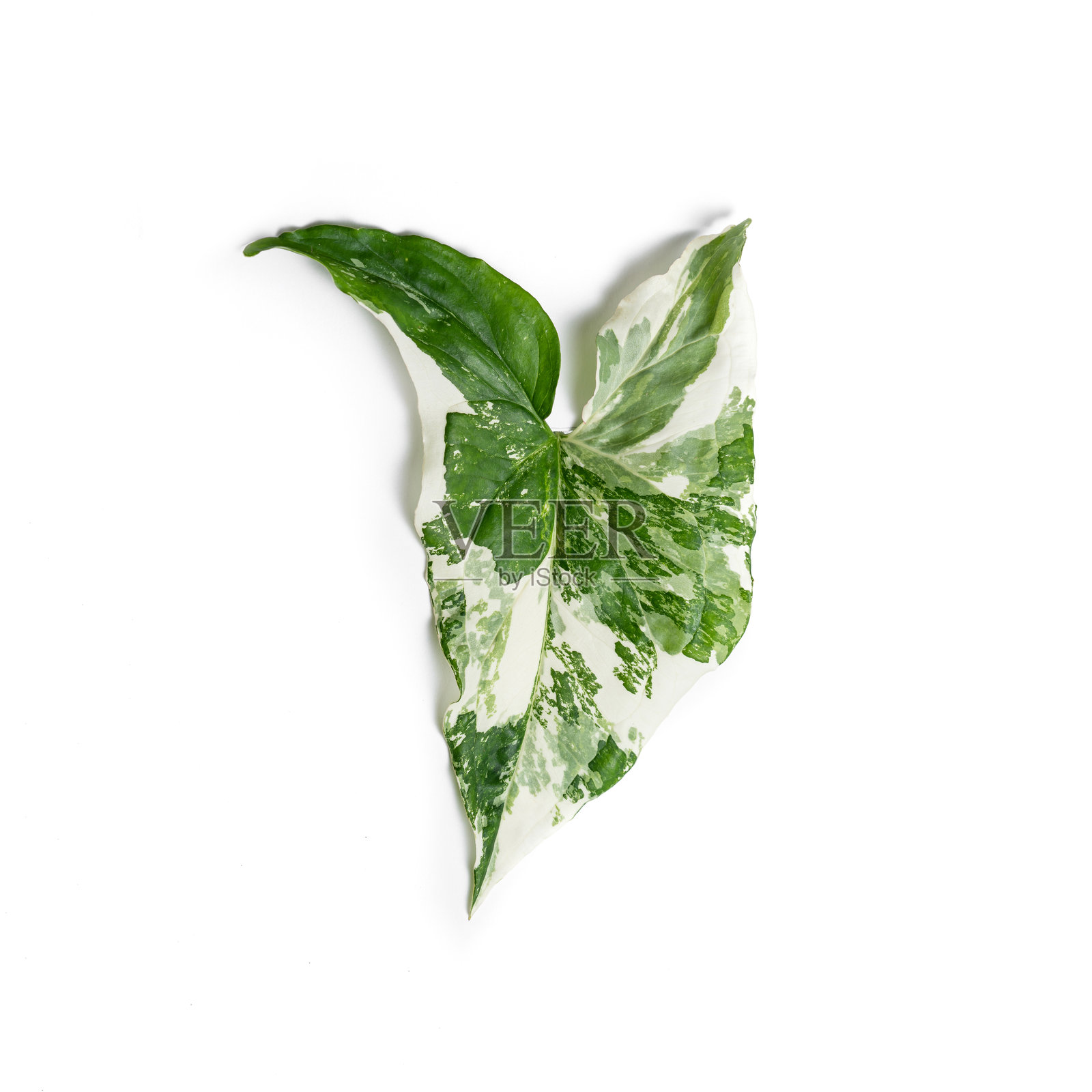 白色背景下的斑驳Syngonium Albo叶子特写。非常适合用于自然主题内容、植物护理视觉和环保生活方式图像。照片摄影图片