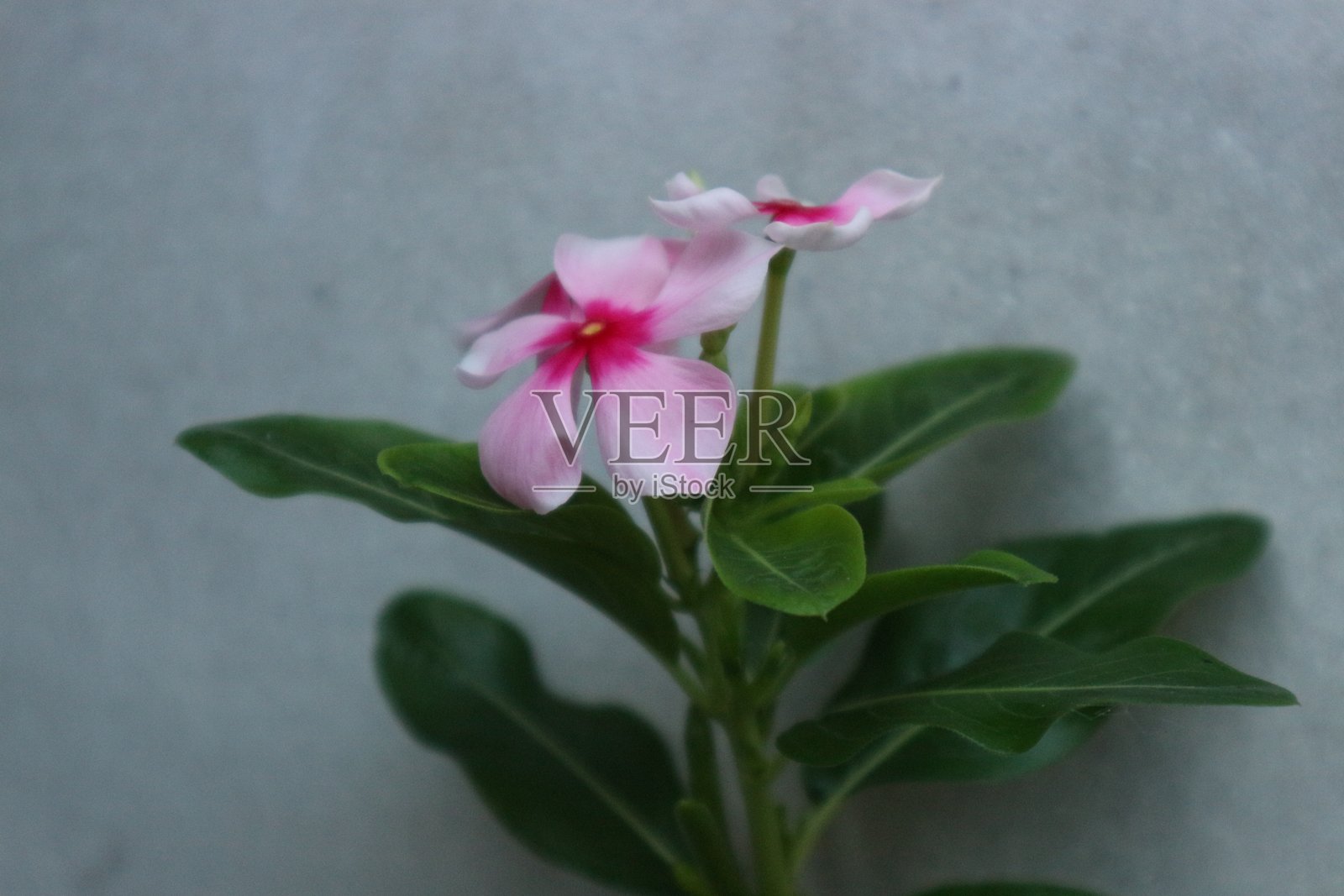 长春花照片摄影图片