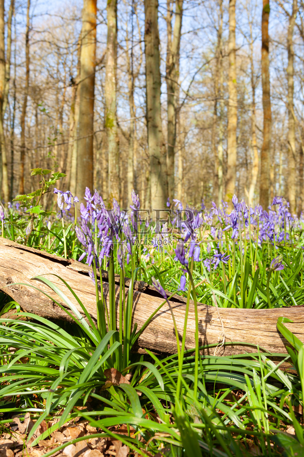 早春的蓝铃花照片摄影图片