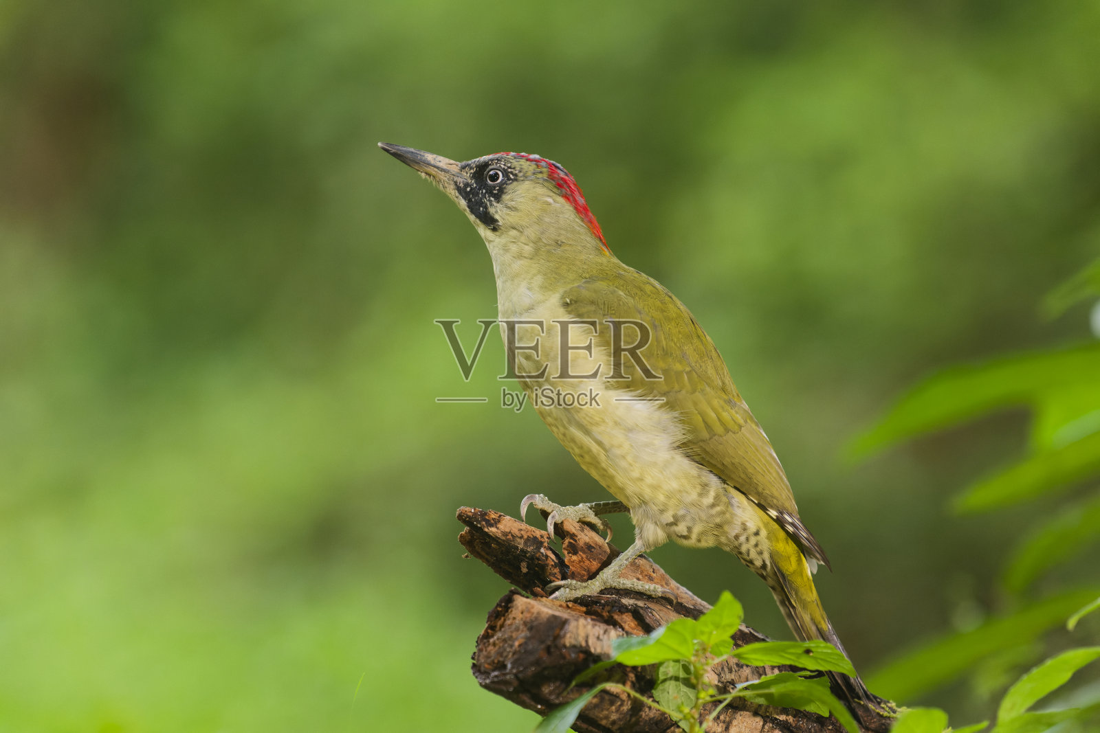 欧洲绿啄木鸟 (Picus viridis)照片摄影图片