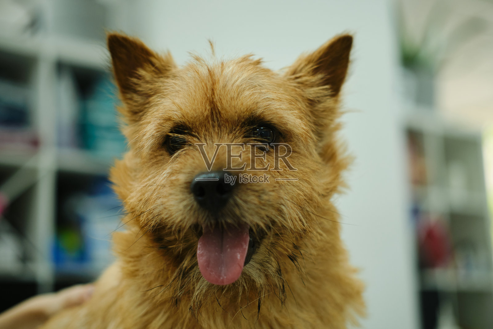 诺里奇梗的修剪 - 使用特殊工具去除和梳理毛发。快乐的小型家犬在美容院接受美容护理。特写肖像。照片摄影图片