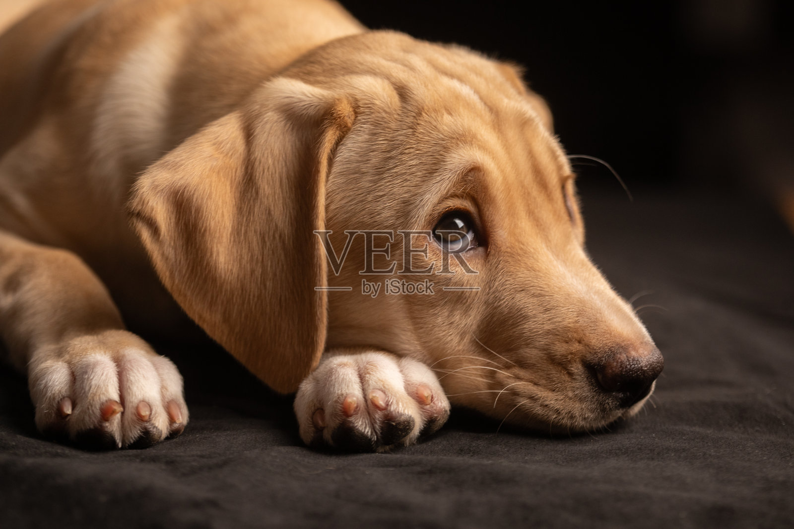 可爱的狗狗照片摄影图片