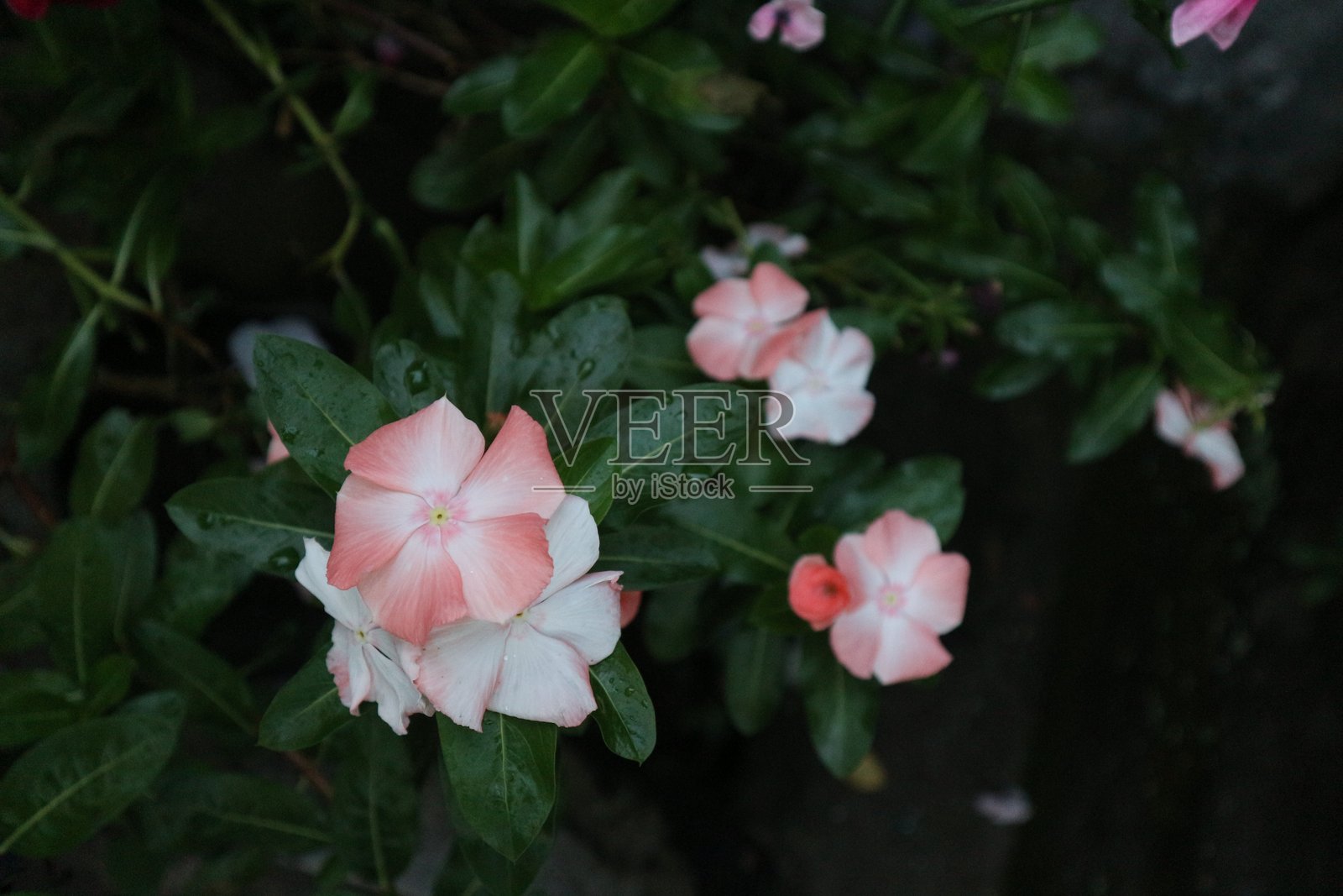 长春花照片摄影图片