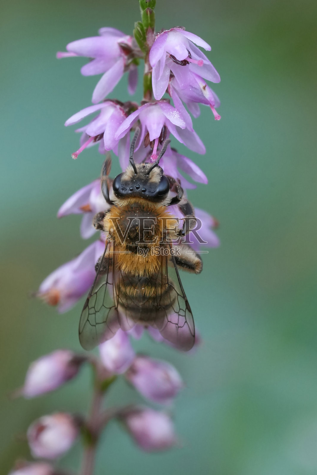棕色雌性海瑟矿蜂（Andrena fuscipes）在其寄主植物（Calluna vulgaris）上的特写镜头照片摄影图片