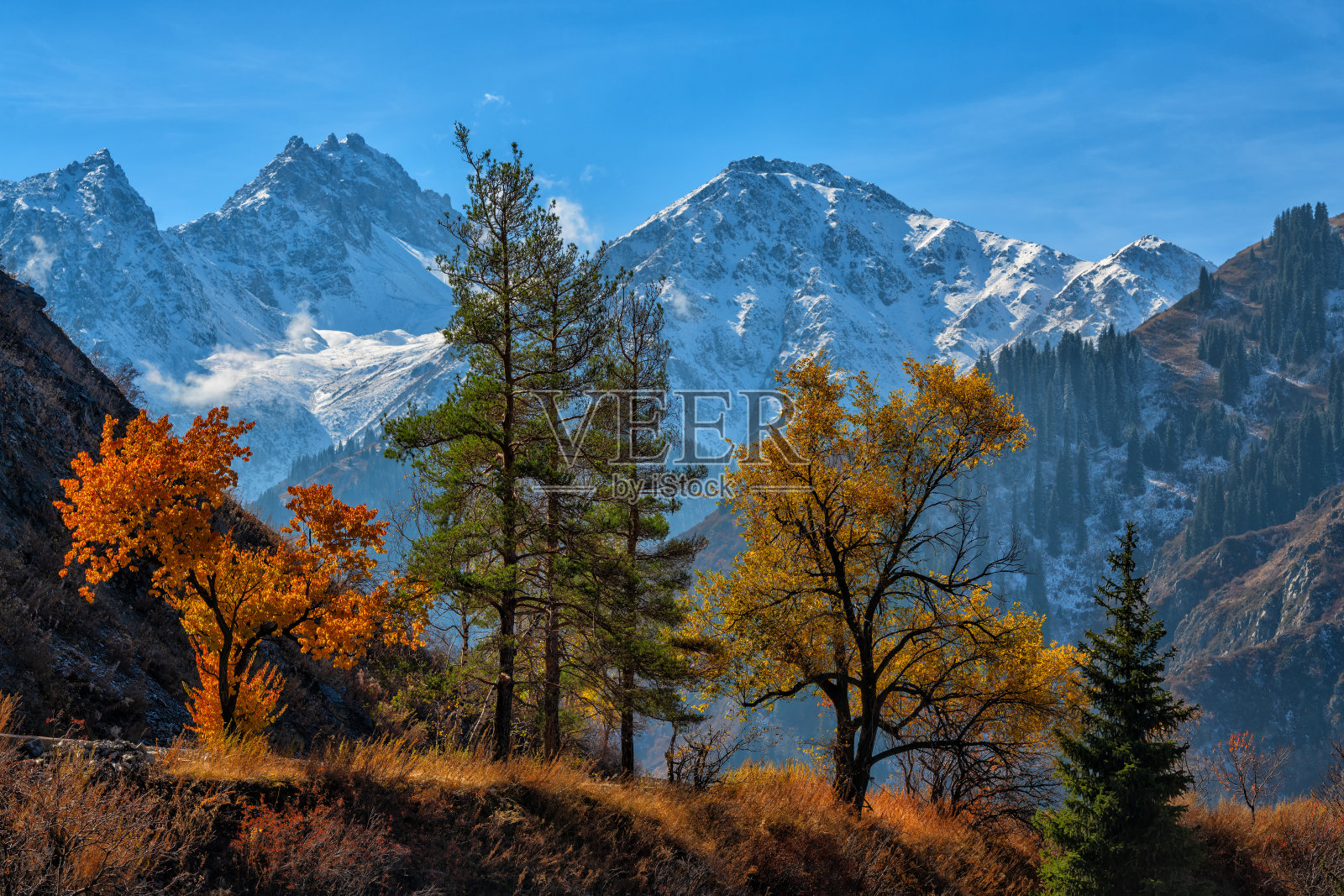 秋天的树木如画，映衬着哈萨克斯坦阿拉木图市郊的特兰斯伊利阿拉套山脉的双头峰。照片摄影图片