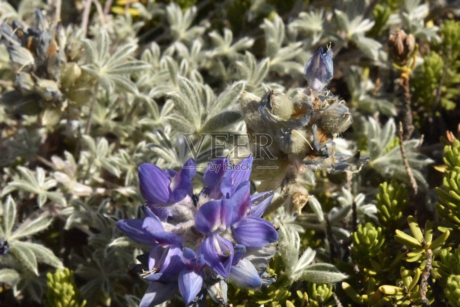 矮生紫花苜蓿照片摄影图片