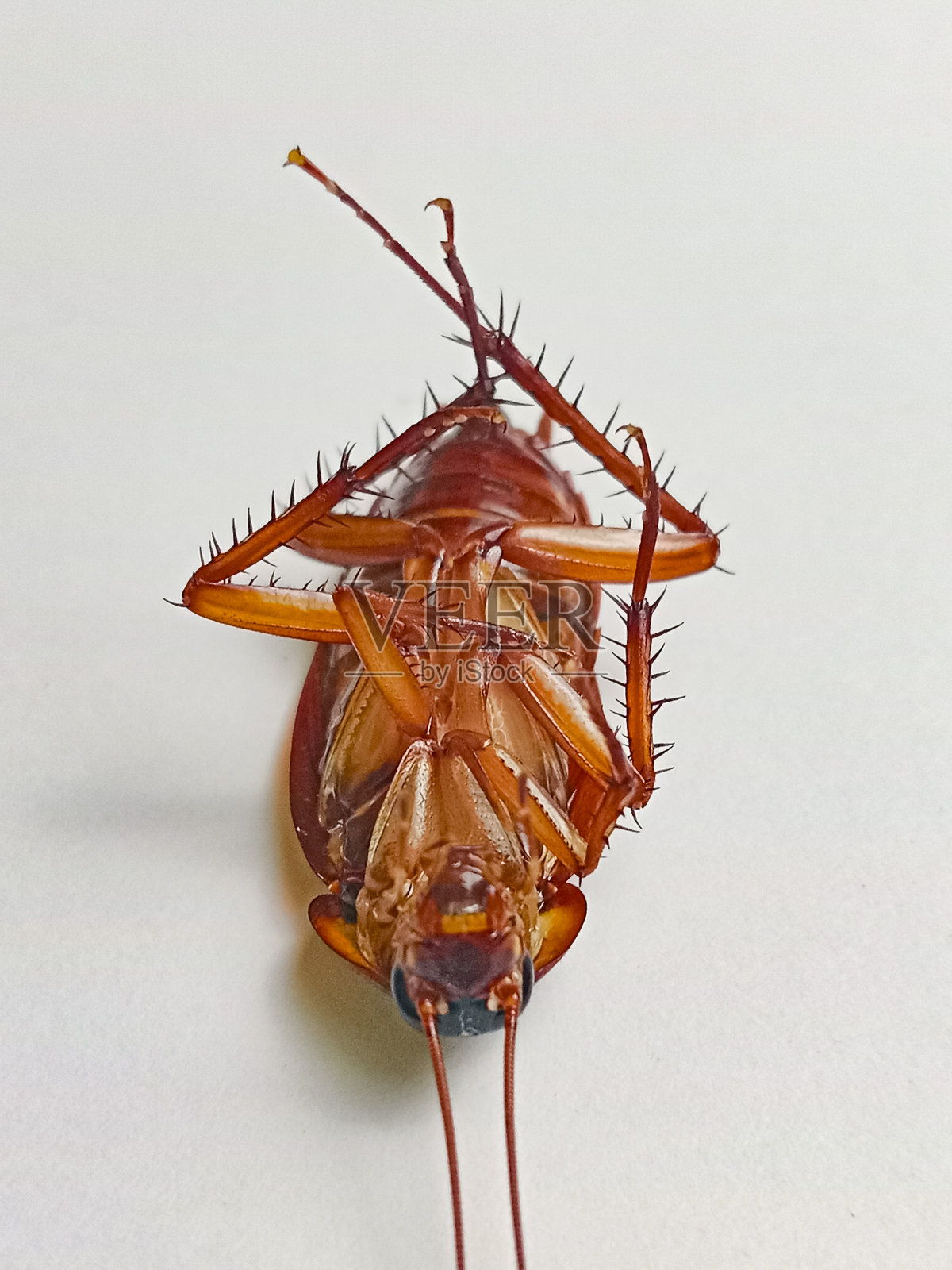 白色地板上的死棕色蟑螂照片摄影图片