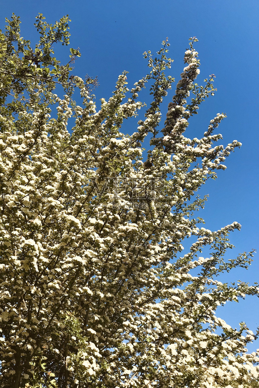盛开的白花灌木树枝，绿叶繁茂，阳光照耀，蓝天晴朗。照片摄影图片