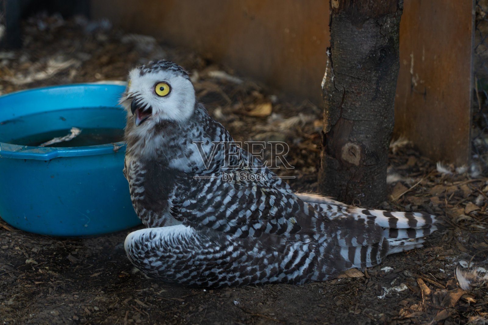 一只白色的猫头鹰张着嘴坐着。明斯克动物园的一只白色猫头鹰。照片摄影图片