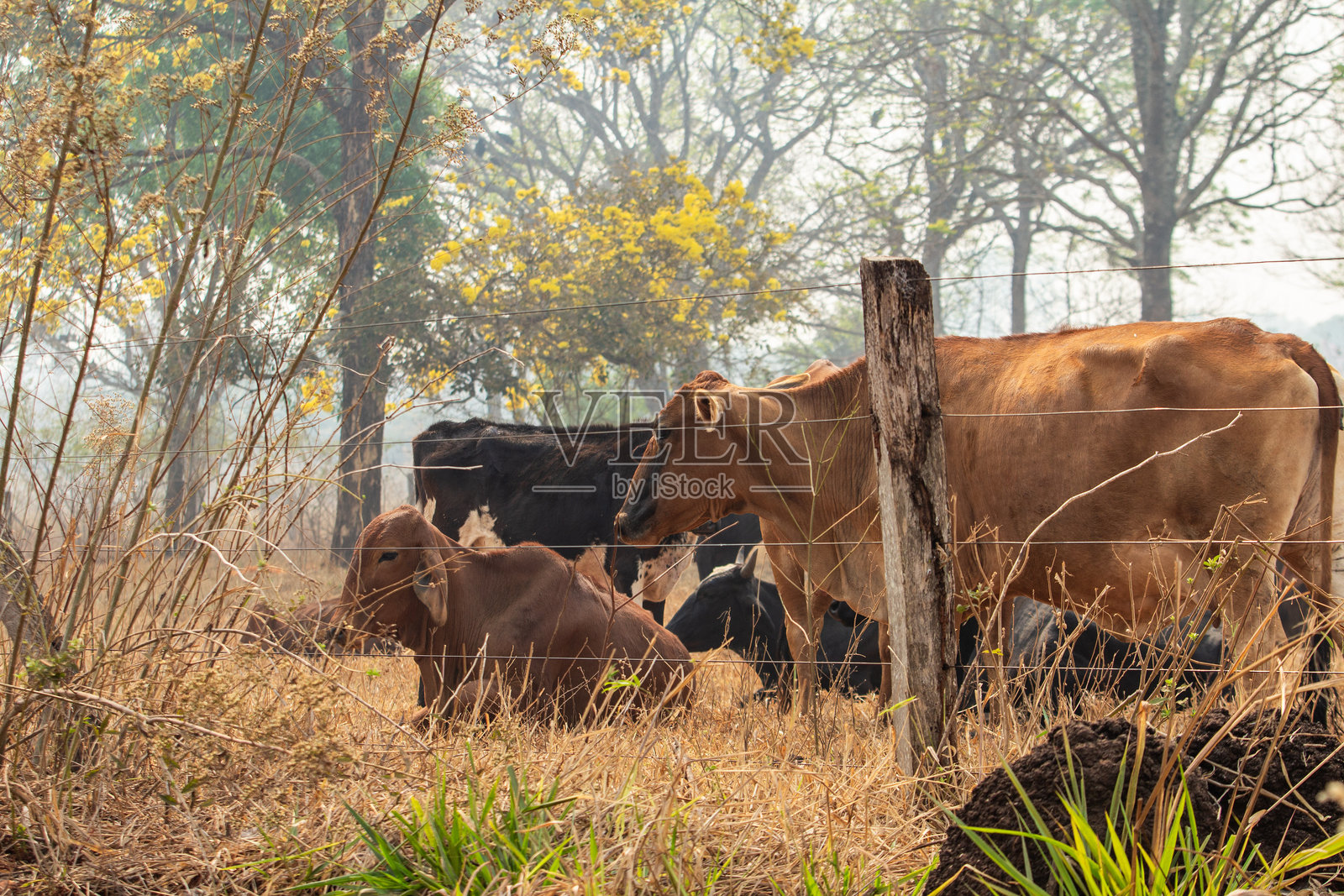 牛群照片摄影图片