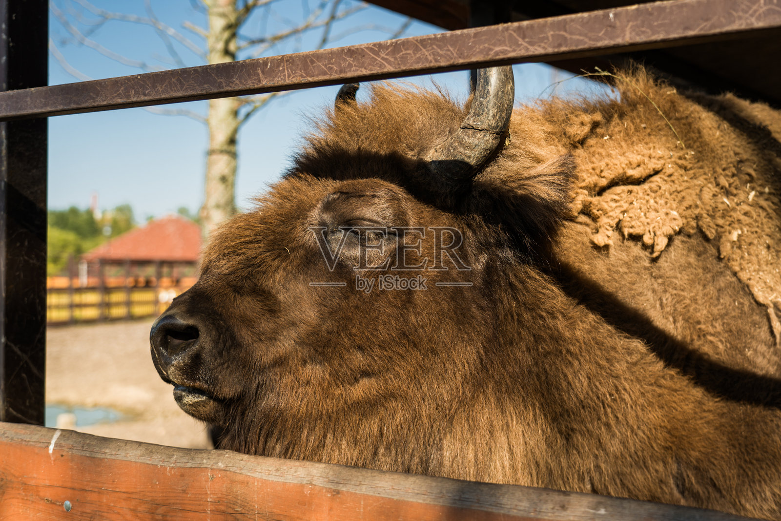 明斯克动物园里的野牛。野牛在木栅栏后面。照片摄影图片