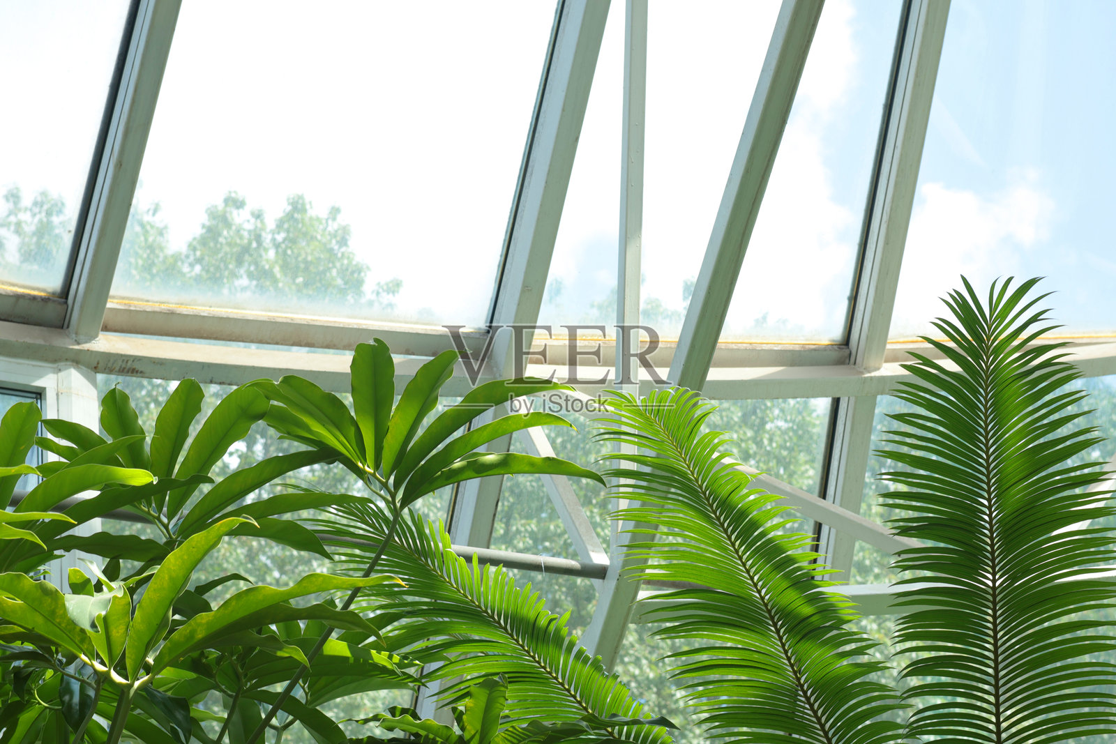 玻璃阳台温室内的绿色叶子异国植物特写。照片摄影图片