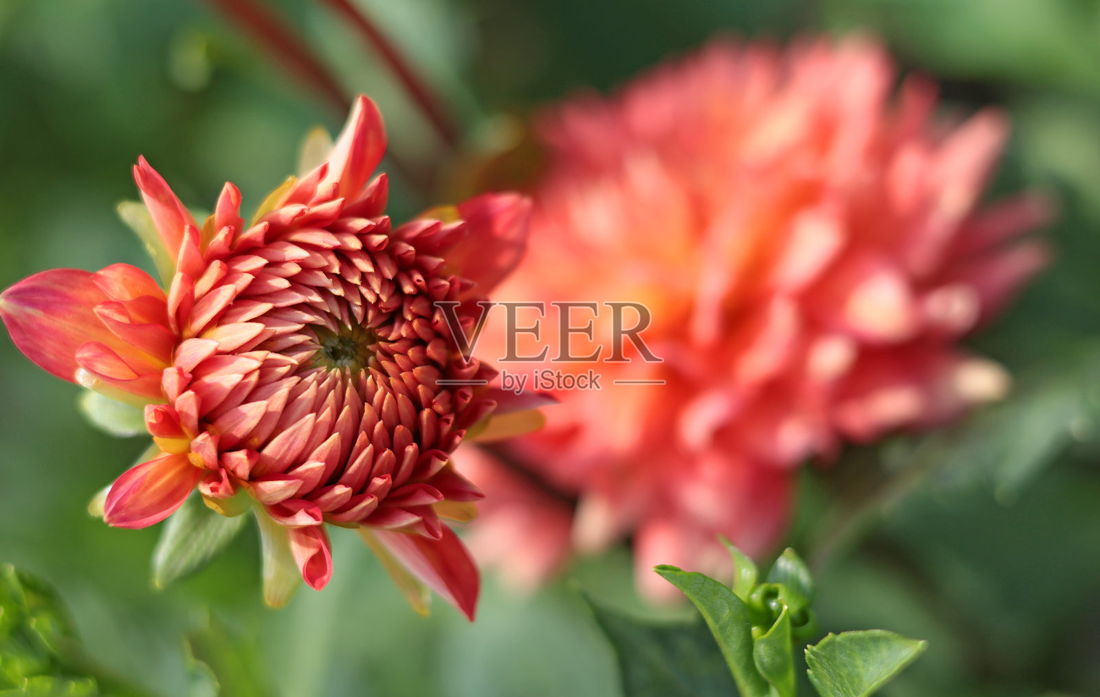 大丽花的红色花朵和绿色叶子特写。夏天的自然。照片摄影图片