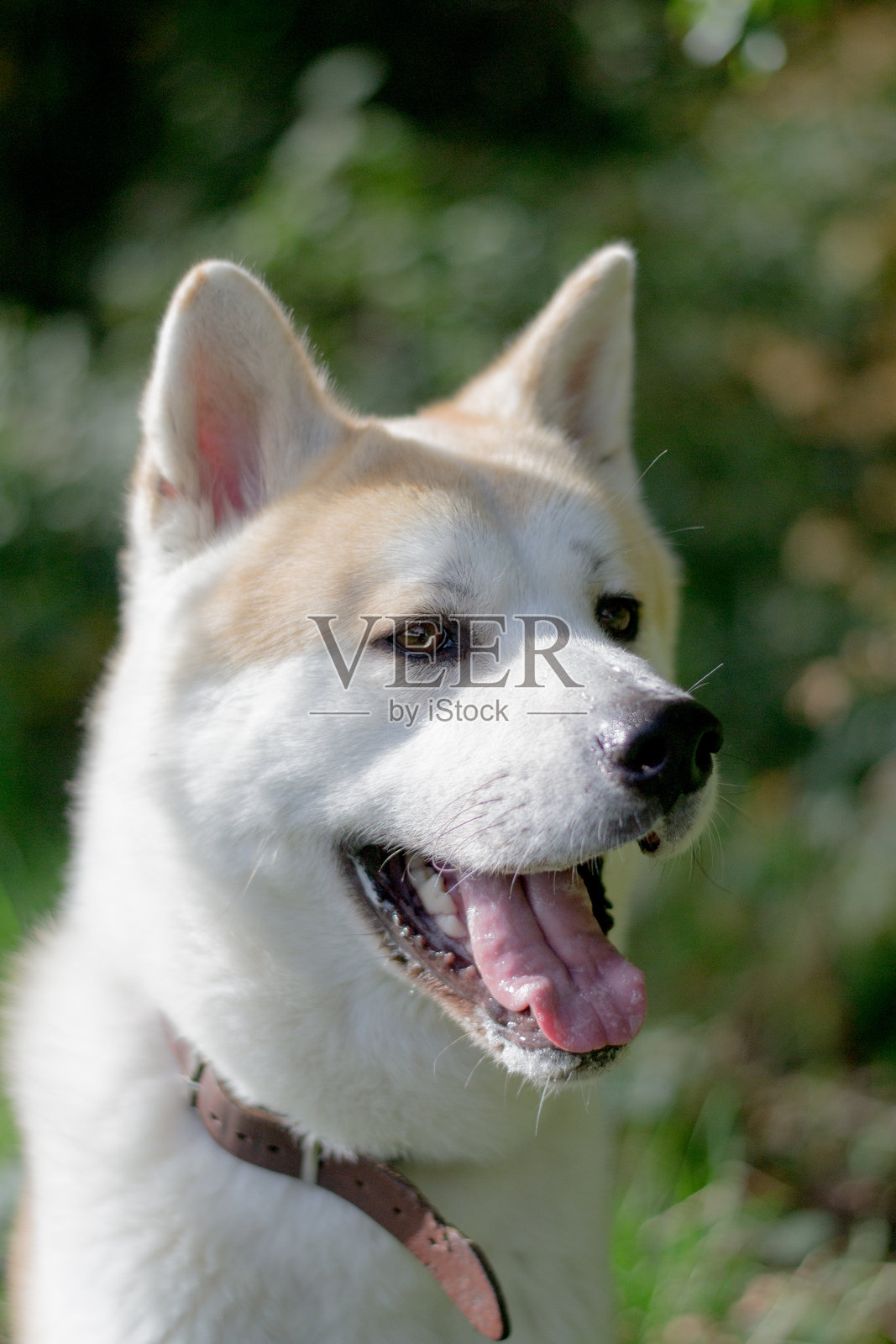 日本秋田犬的特写镜头照片摄影图片