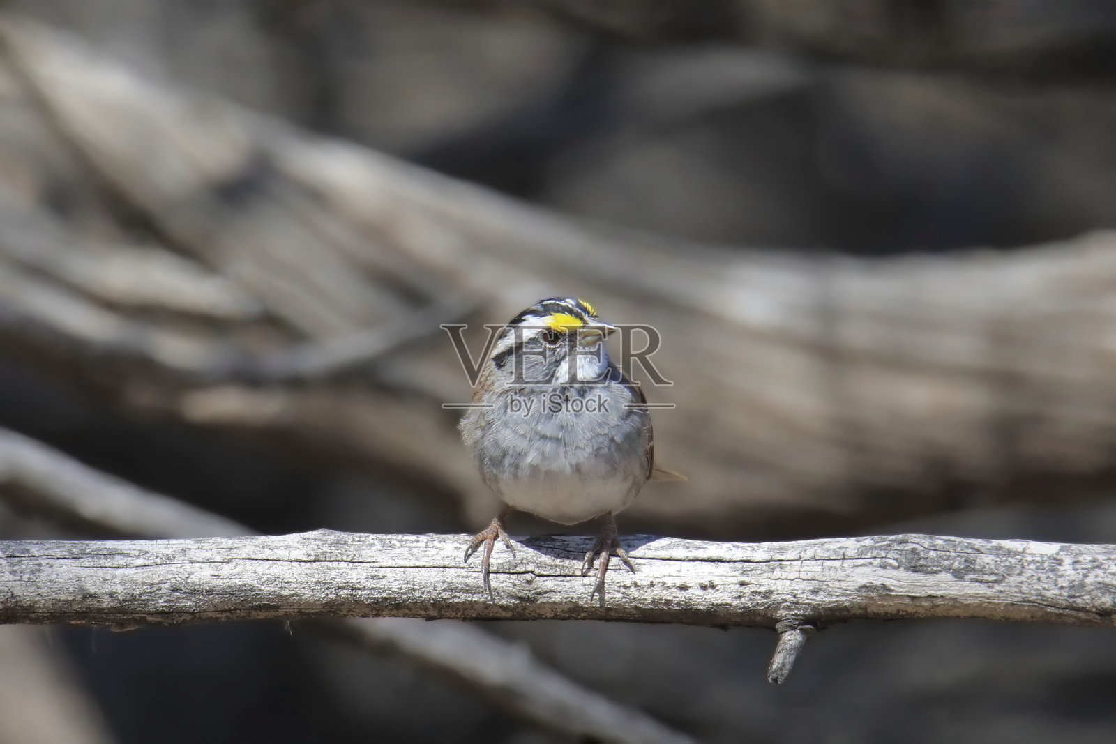白喉雀（zonotrichia albicollis）栖息在光秃的树枝上照片摄影图片