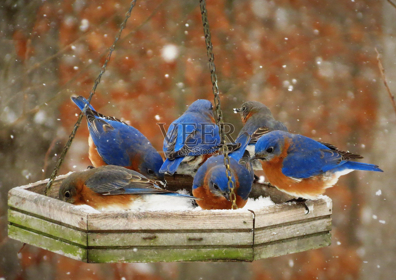 鸟儿栖息在喂鸟器上的特写镜头照片摄影图片
