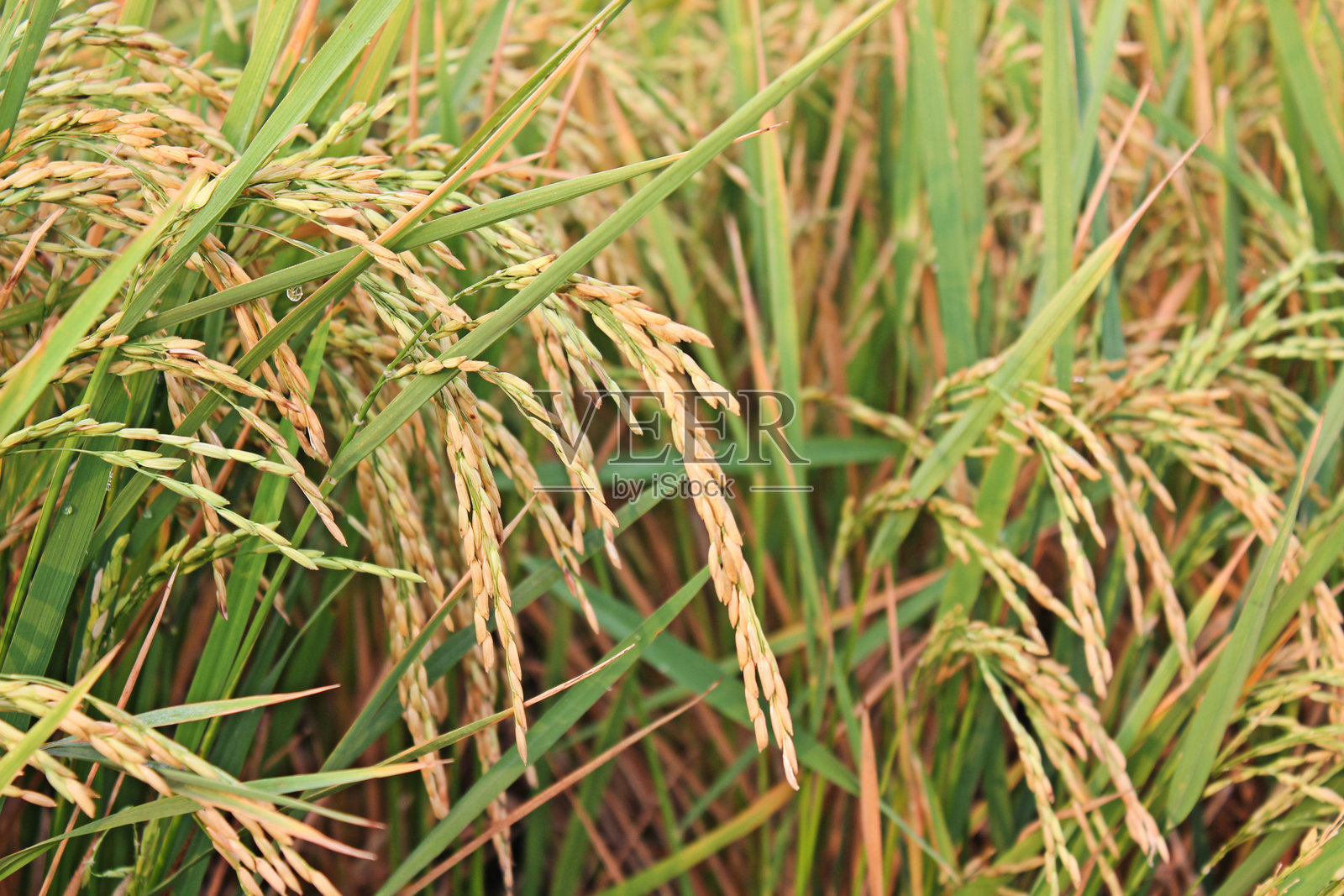 玉米田的全景拍摄照片摄影图片