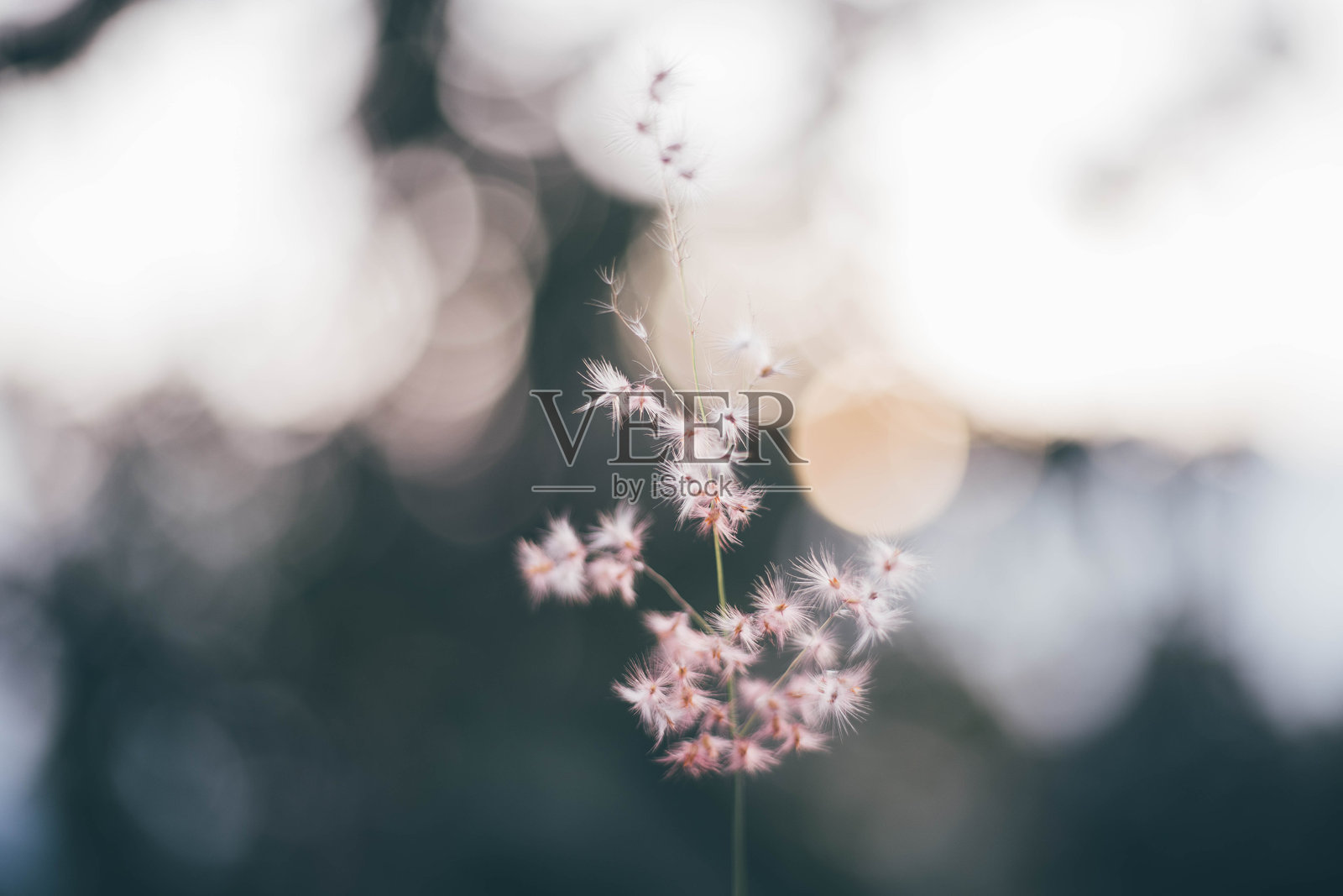 白色蒲公英花的特写照片摄影图片