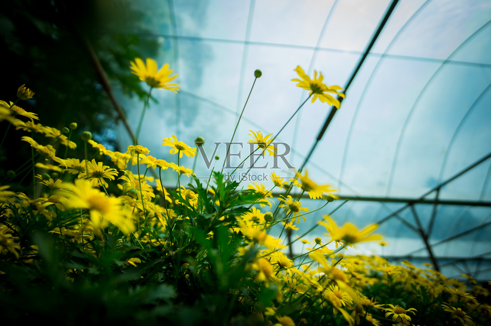 黄色花朵的特写照片摄影图片