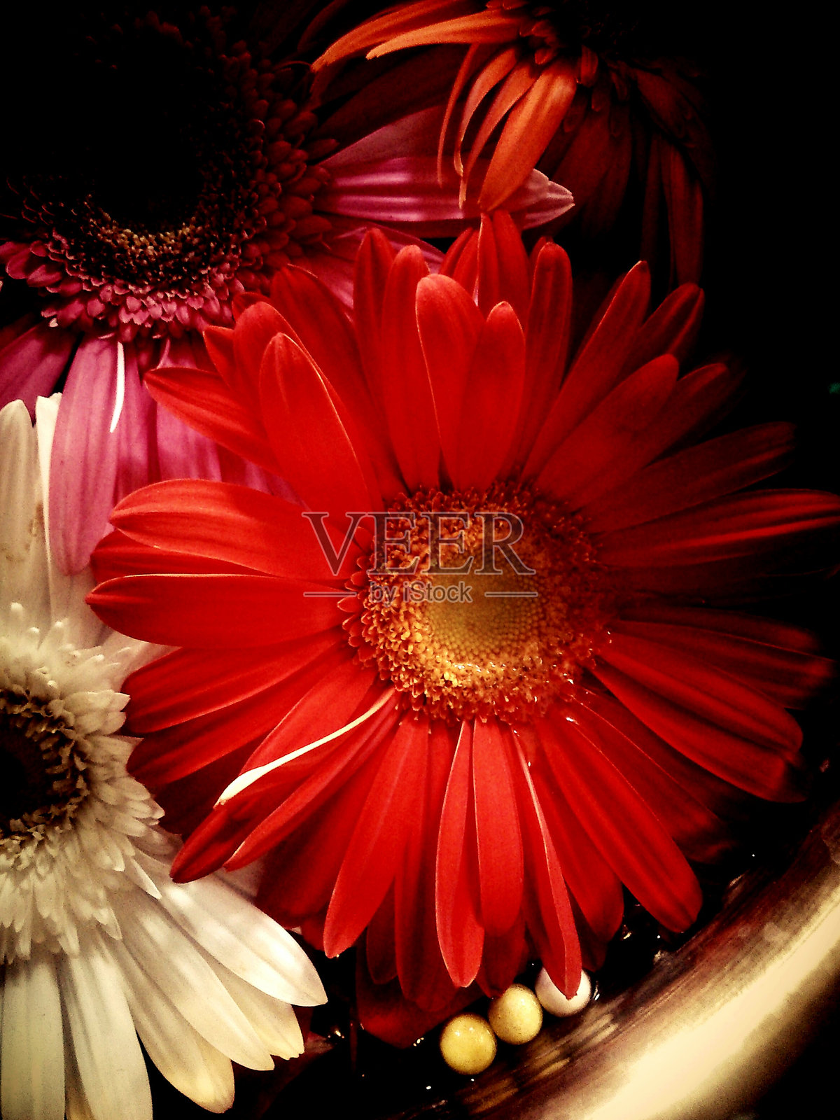 红花特写照片摄影图片