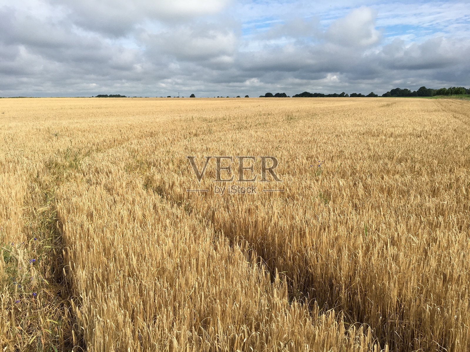麦田与天空的美丽景色照片摄影图片