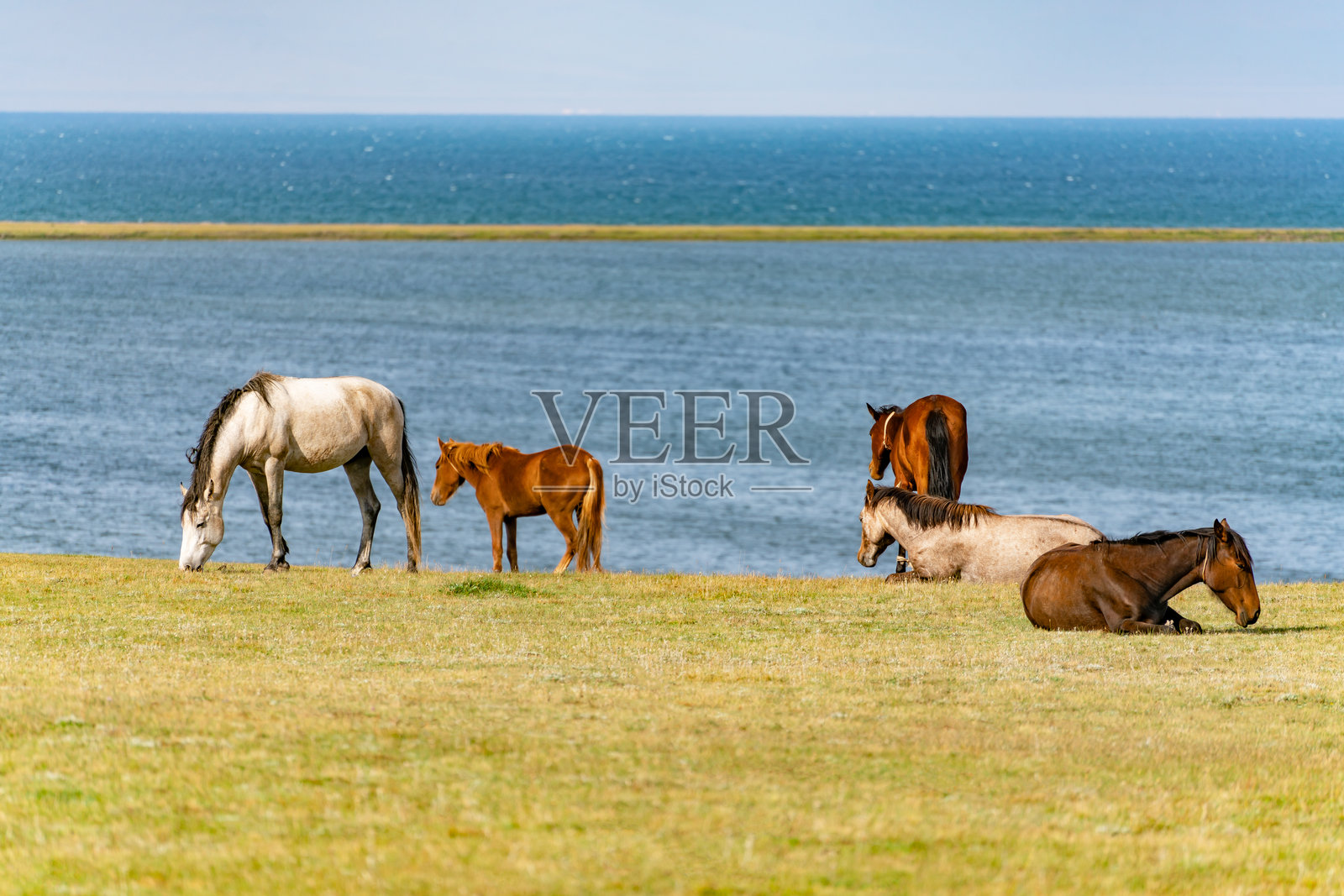 一群马在湖边度假。左边是一匹白马。照片摄影图片