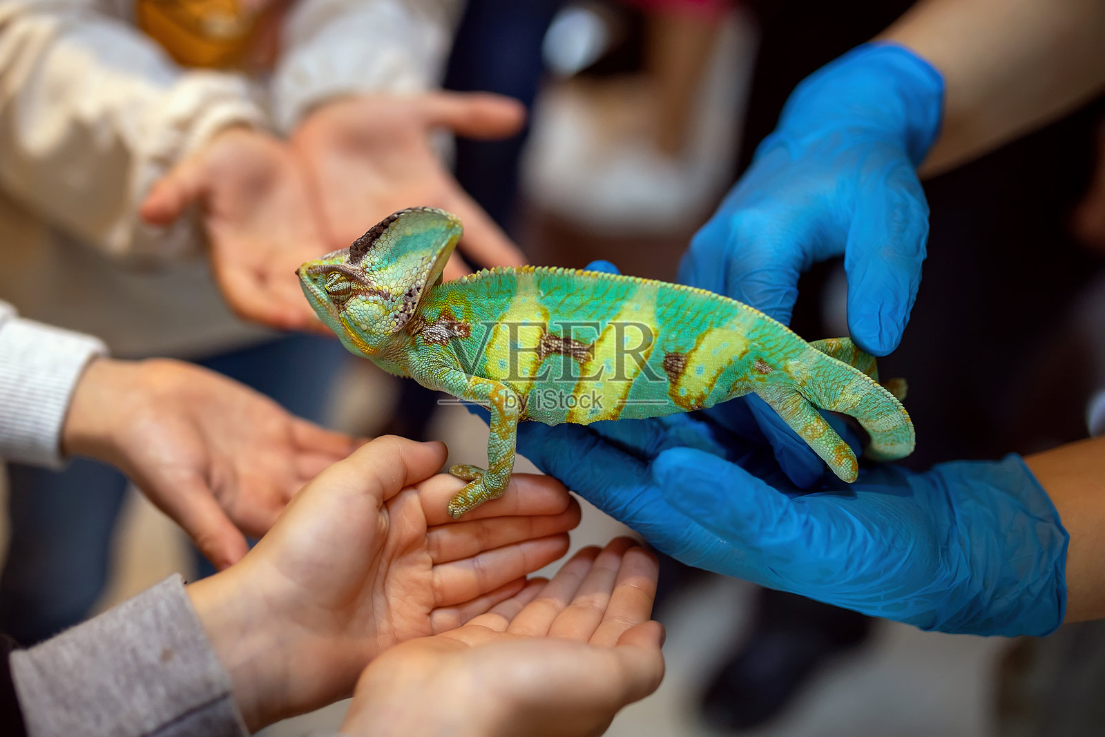 手上的变色龙。孩子们在观察变色龙。异国宠物。照片摄影图片