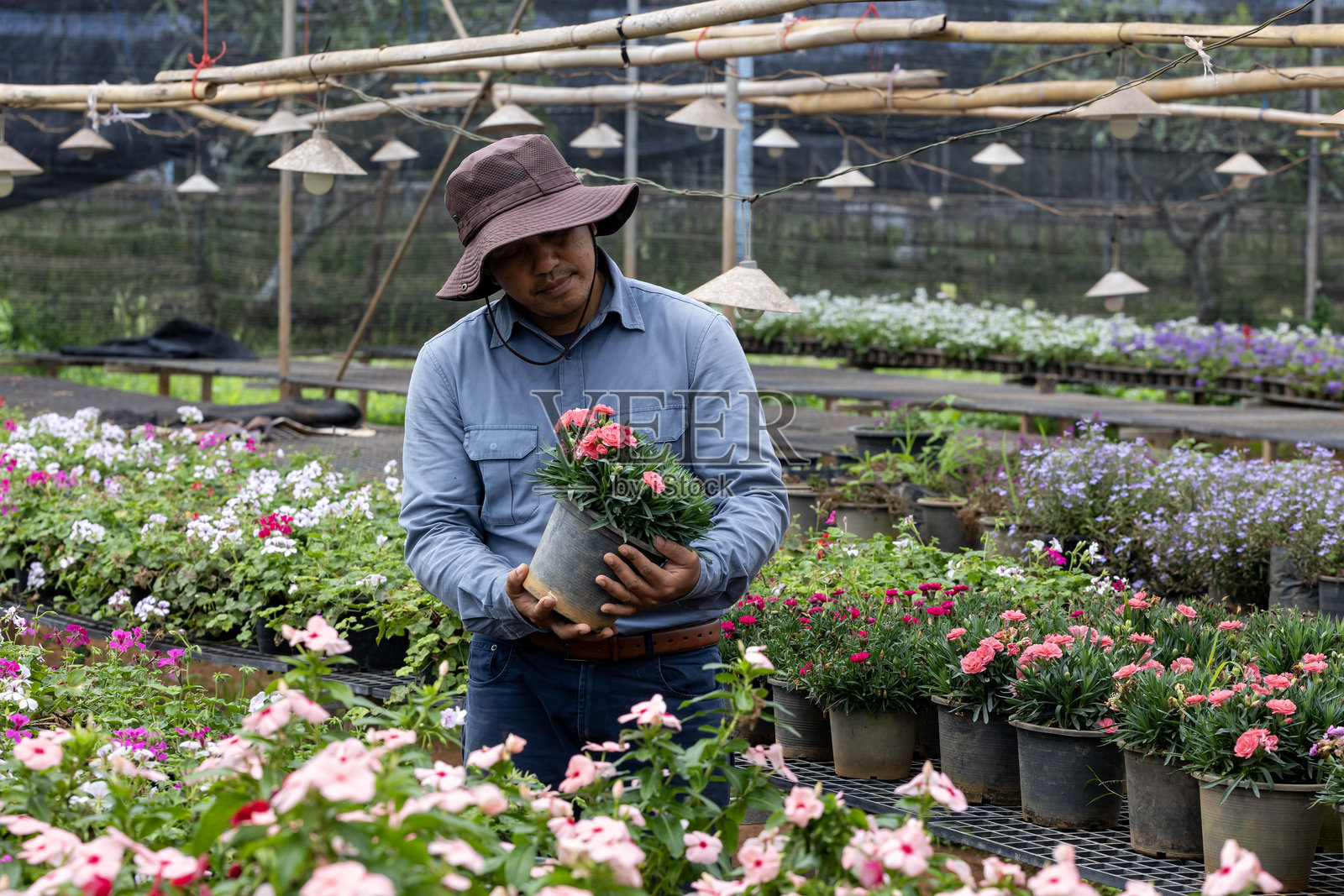 年轻的亚洲园丁正在从当地花园中心的夏季植物中挑选开花植物，以便进行周末园艺和户外爱好。照片摄影图片