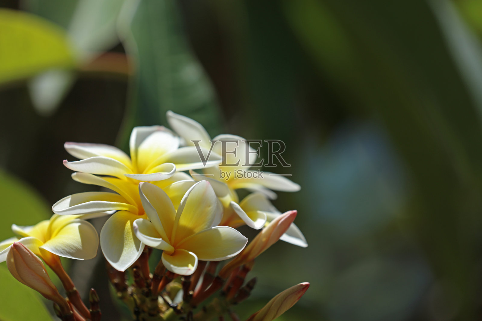 缅栀花（Plumeria）照片摄影图片