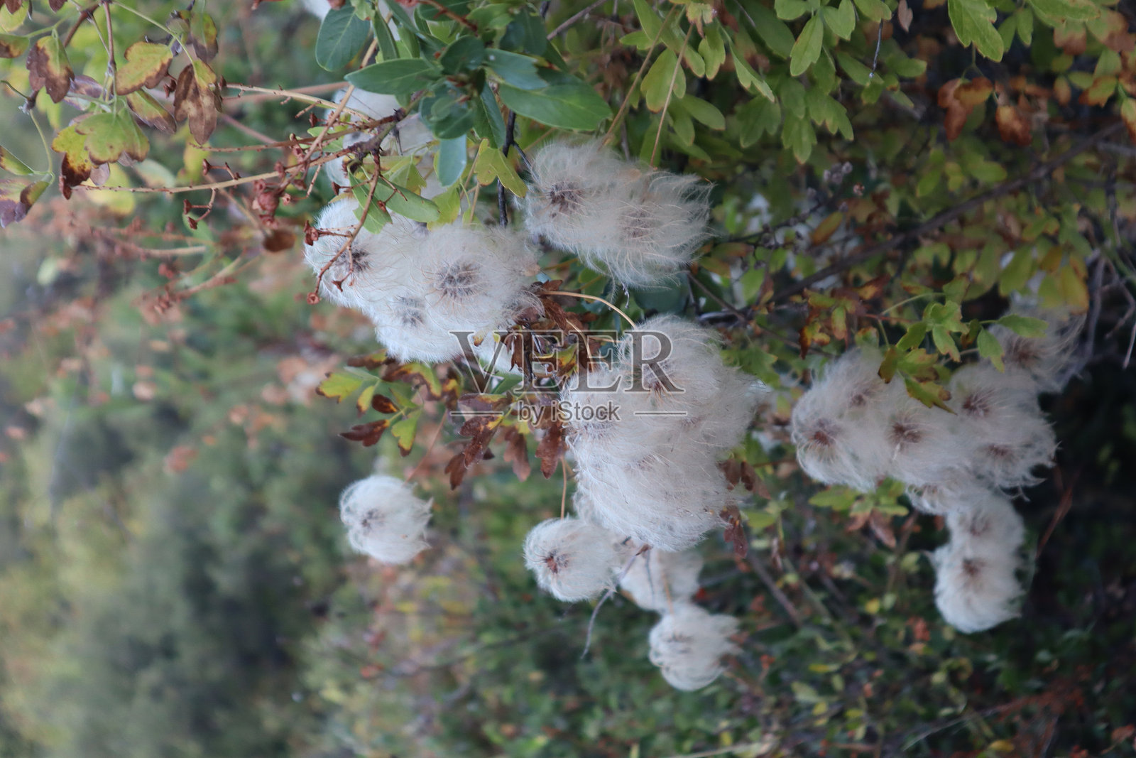 白色绒毛阶段的细叶铁线莲（Pipestem Clematis）照片摄影图片