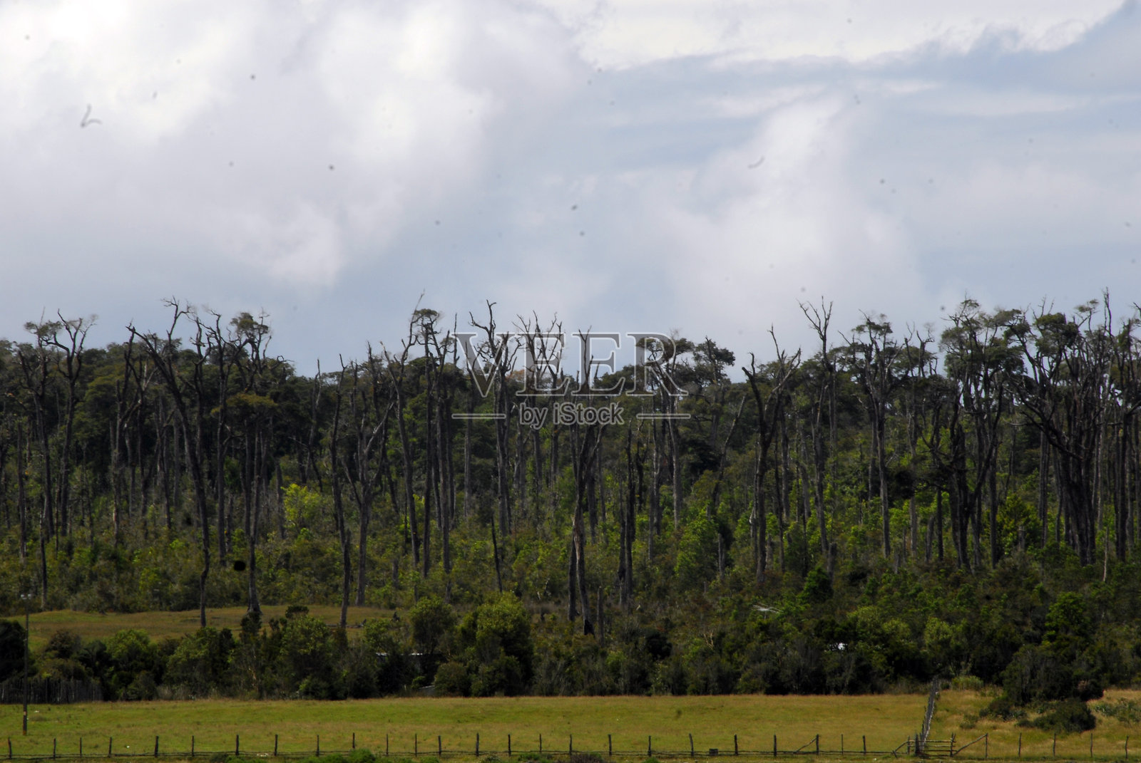 智利巴塔哥尼亚的木材照片摄影图片