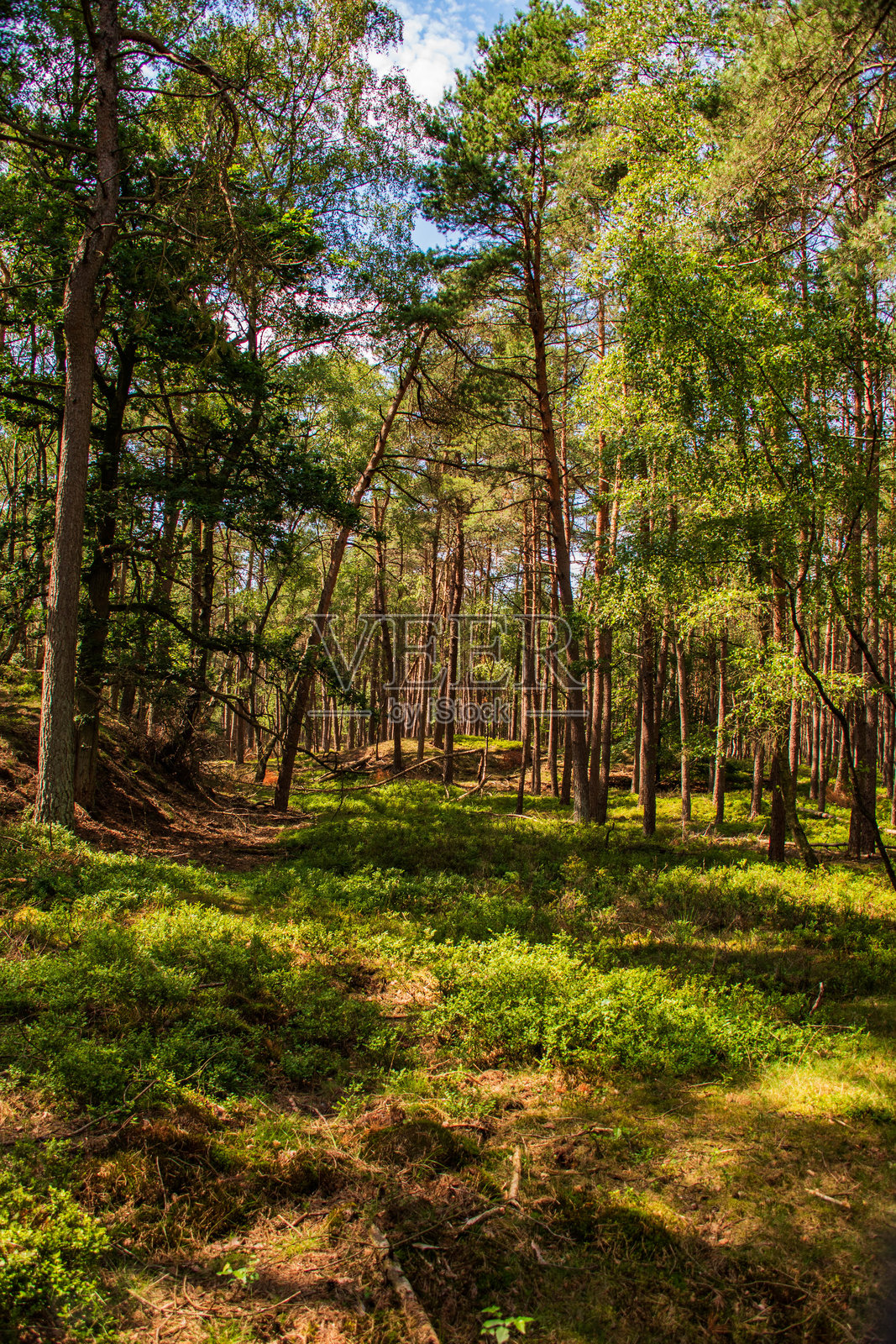 在森林中散步照片摄影图片