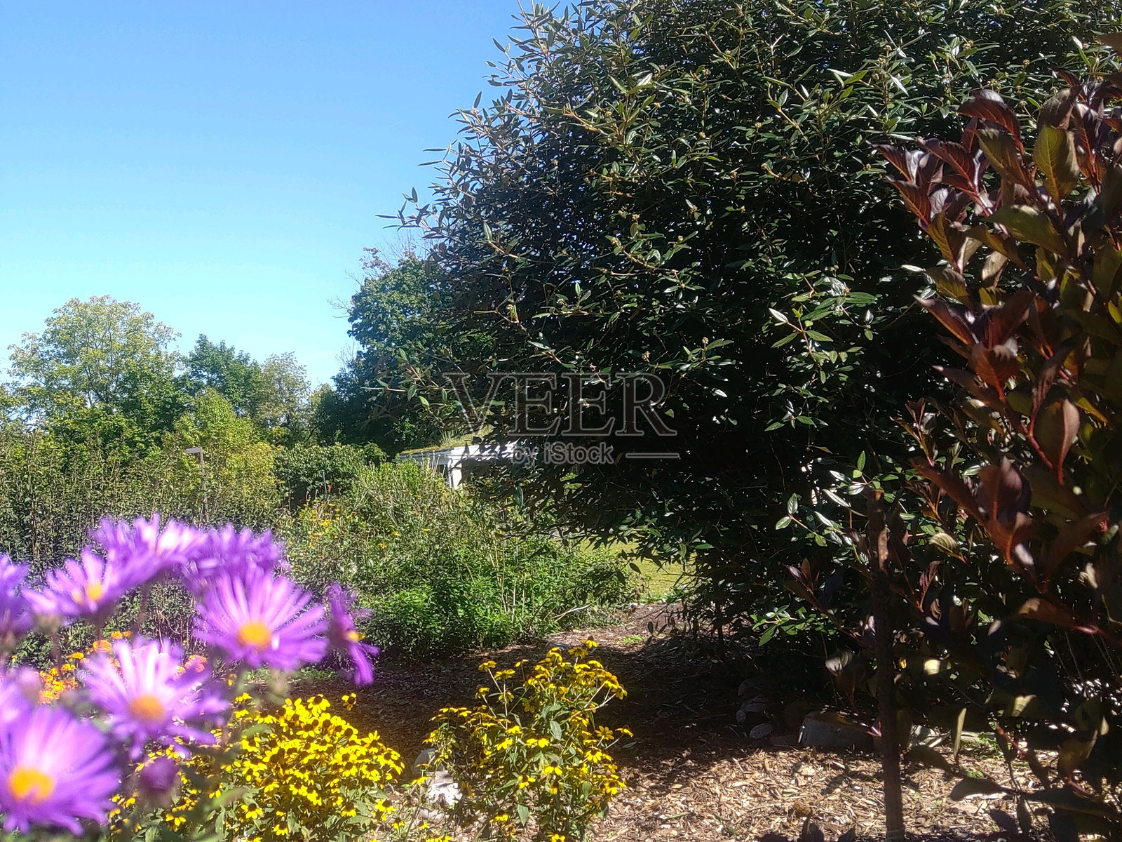 秋天的花朵照片摄影图片