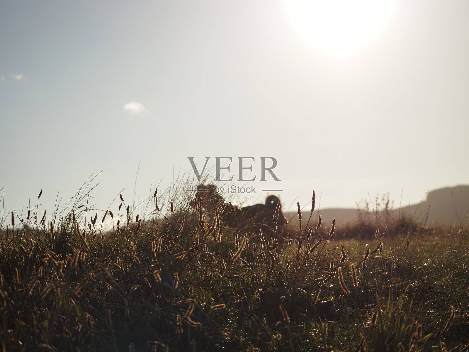 在阳光明媚的日子里，吉娃娃在大自然的草地上摆姿势照片摄影图片