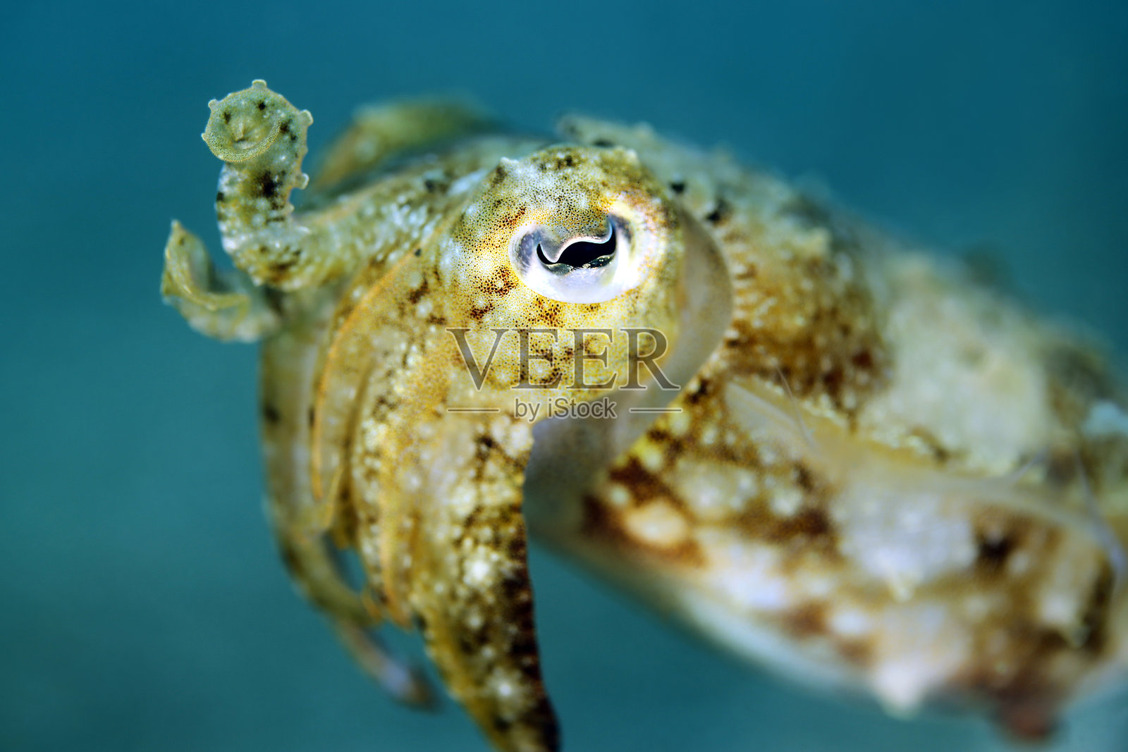 幼年宽鳍乌贼特写照片摄影图片