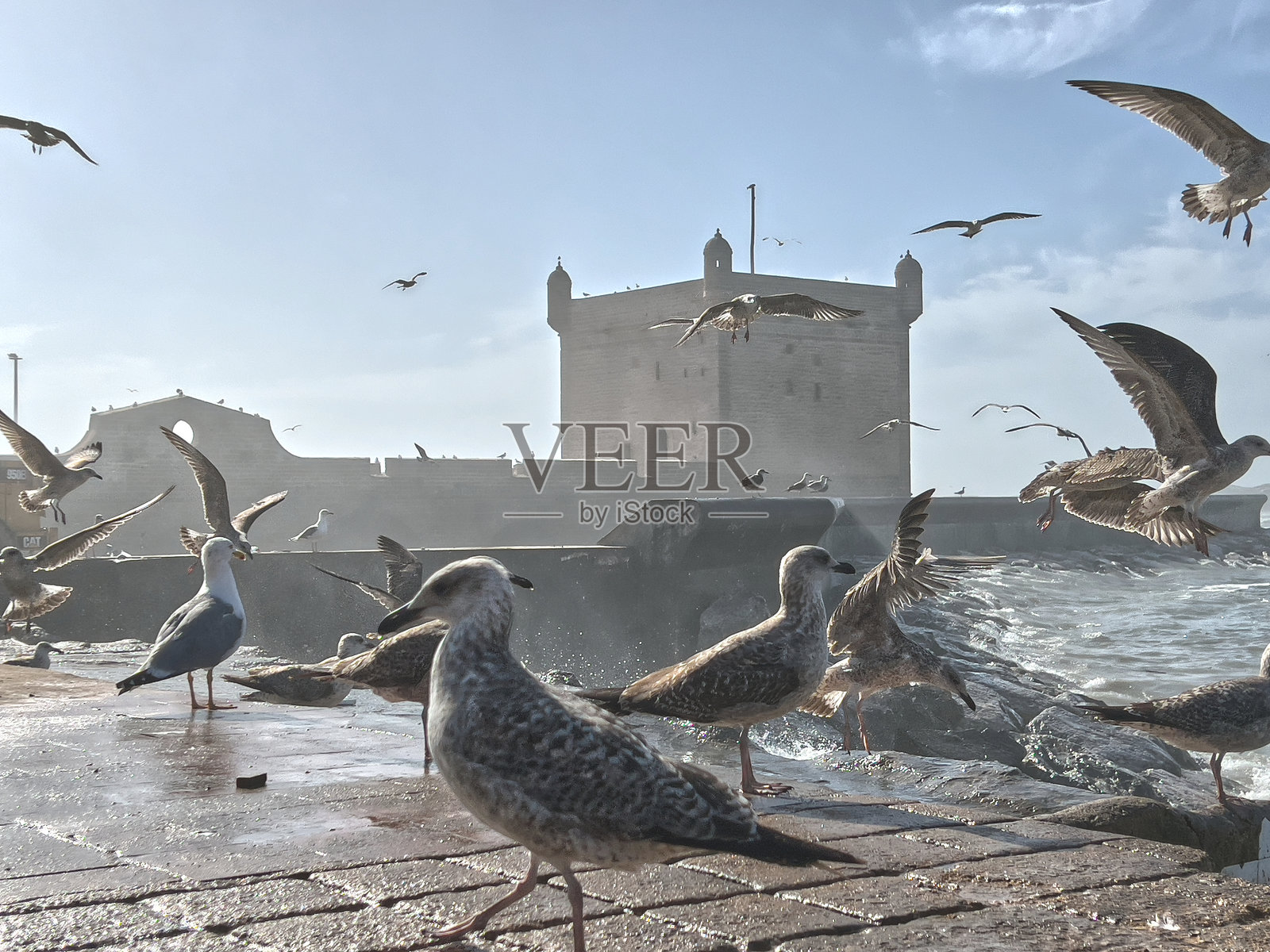 埃萨乌伊拉渔港的海鸥照片摄影图片