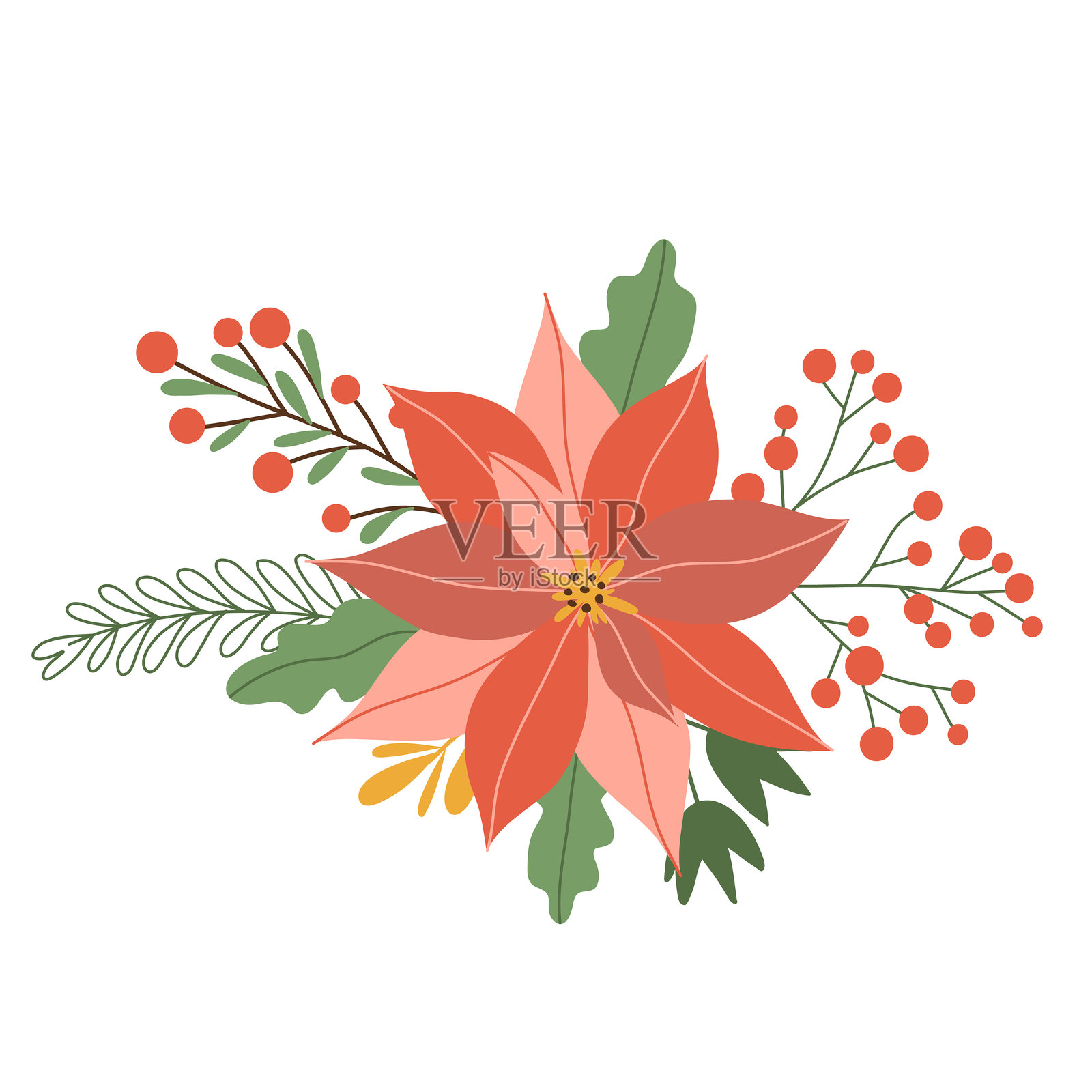 冬季红色一品红花与叶子和浆果，圣诞之星，白色背景上的孤立图像。矢量插图，扁平风格插画图片素材