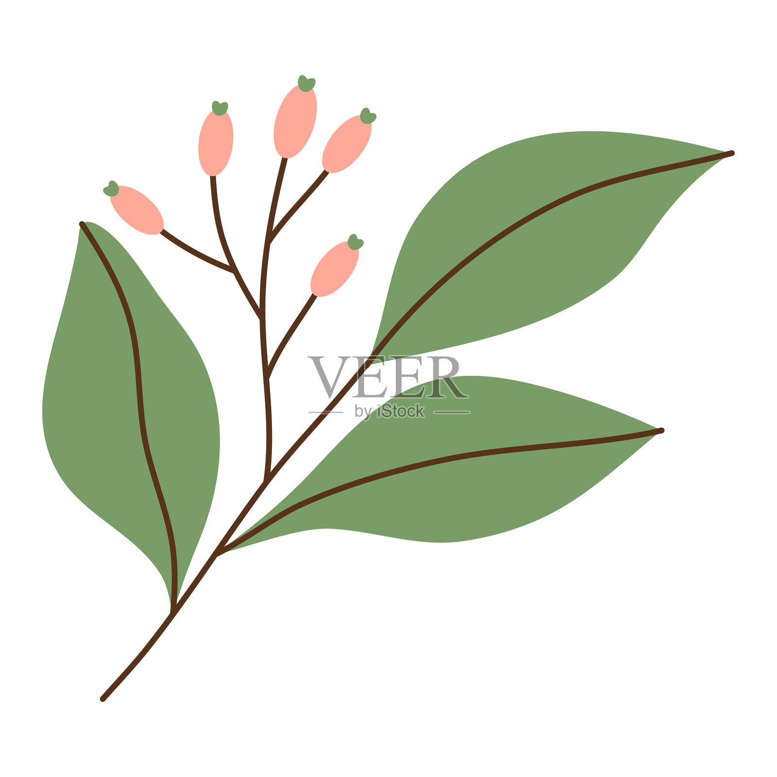 冬季红色浆果枝与叶子，白色背景上的孤立图像。矢量插图，扁平风格插画图片素材