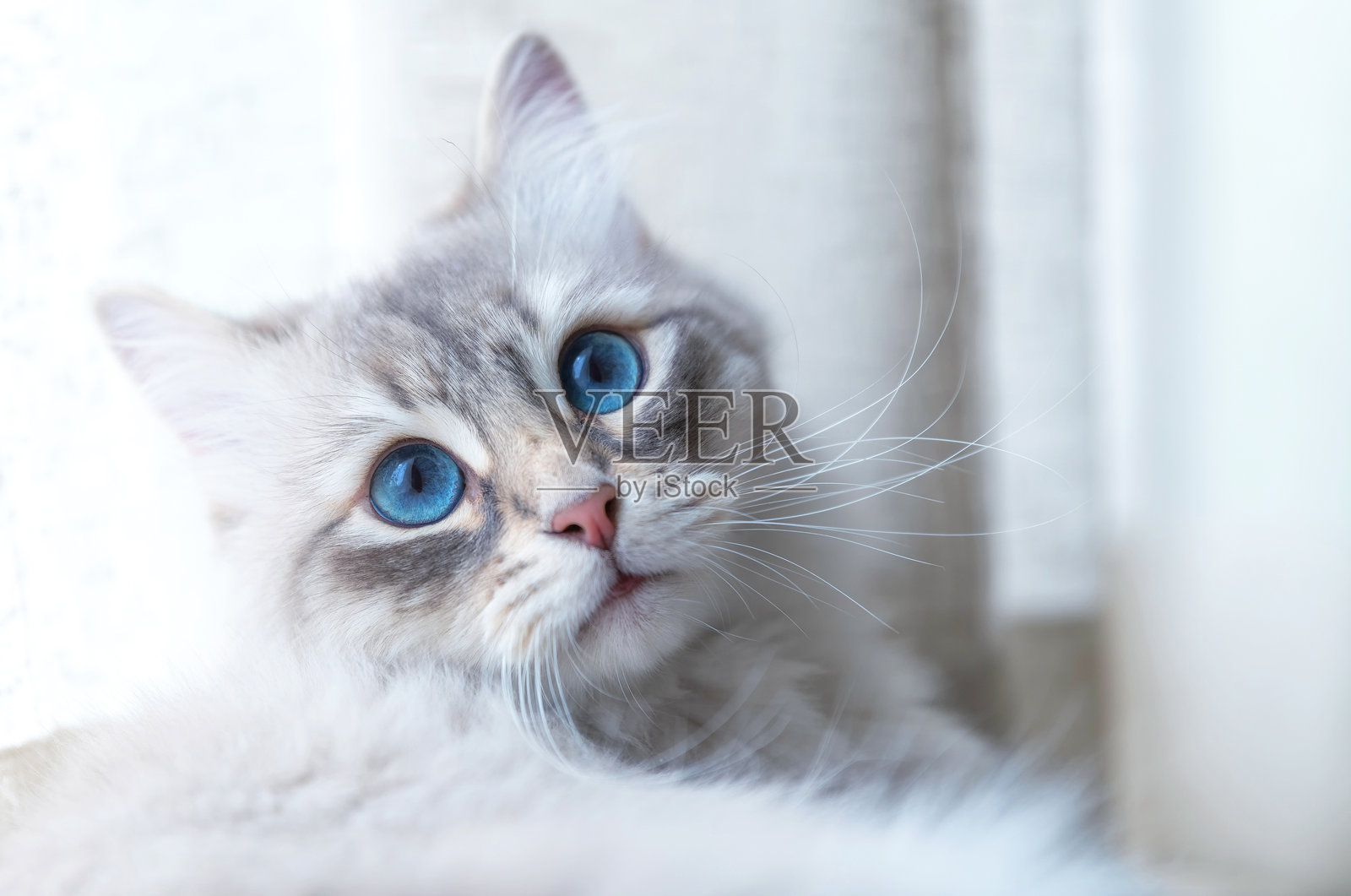 一只可爱的猫照片摄影图片