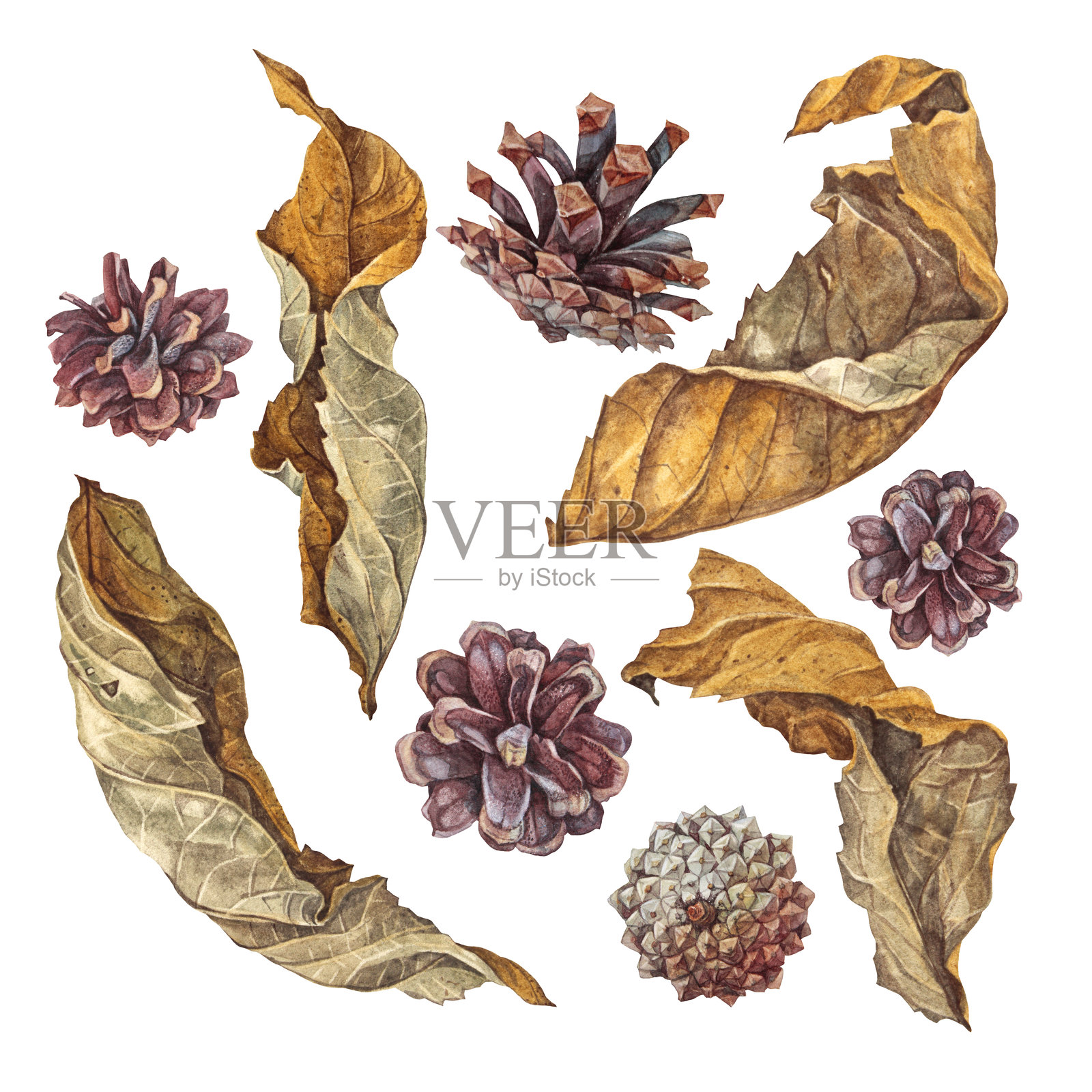 手绘水彩风格的真实松果和叶子组合，孤立在白色背景上。适合圣诞庆祝的森林元素。用于邀请函或纺织品的自然剪贴画。壁纸或包装纸。插画图片素材
