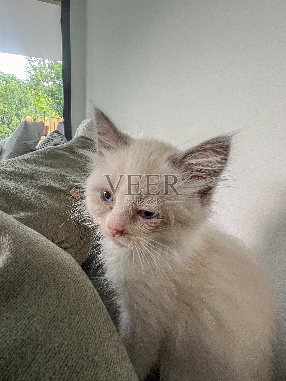 好奇的小猫坐在沙发上照片摄影图片