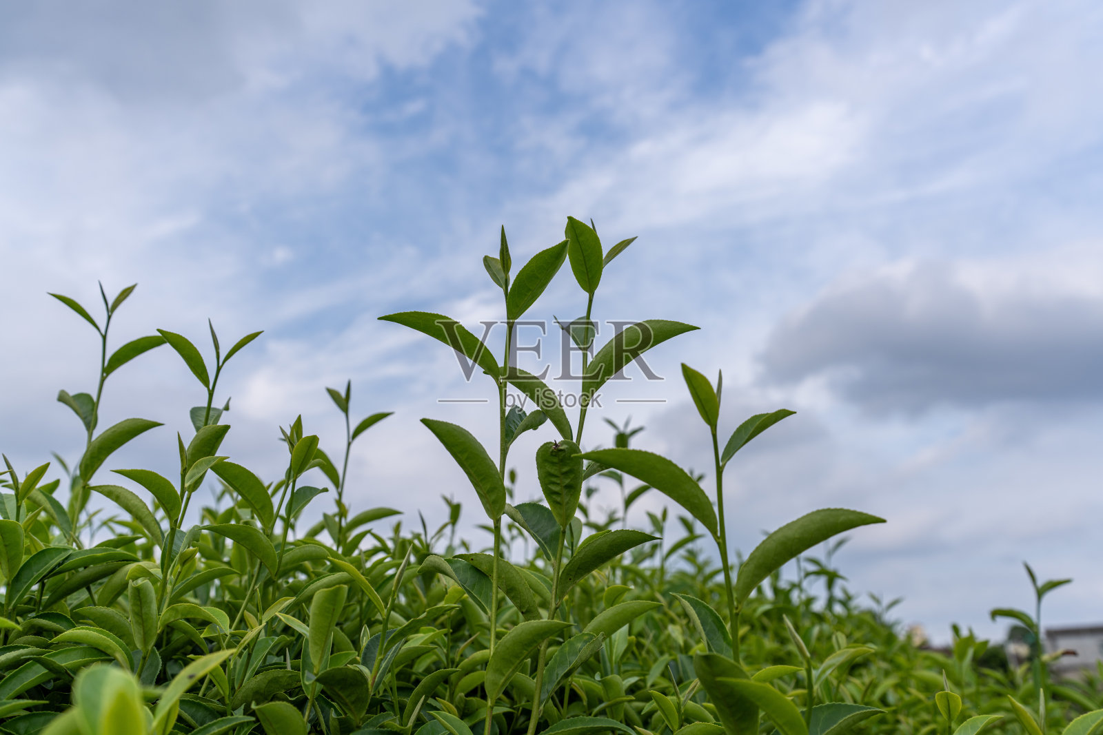 茶园中茶枝和茶叶的特写照片摄影图片