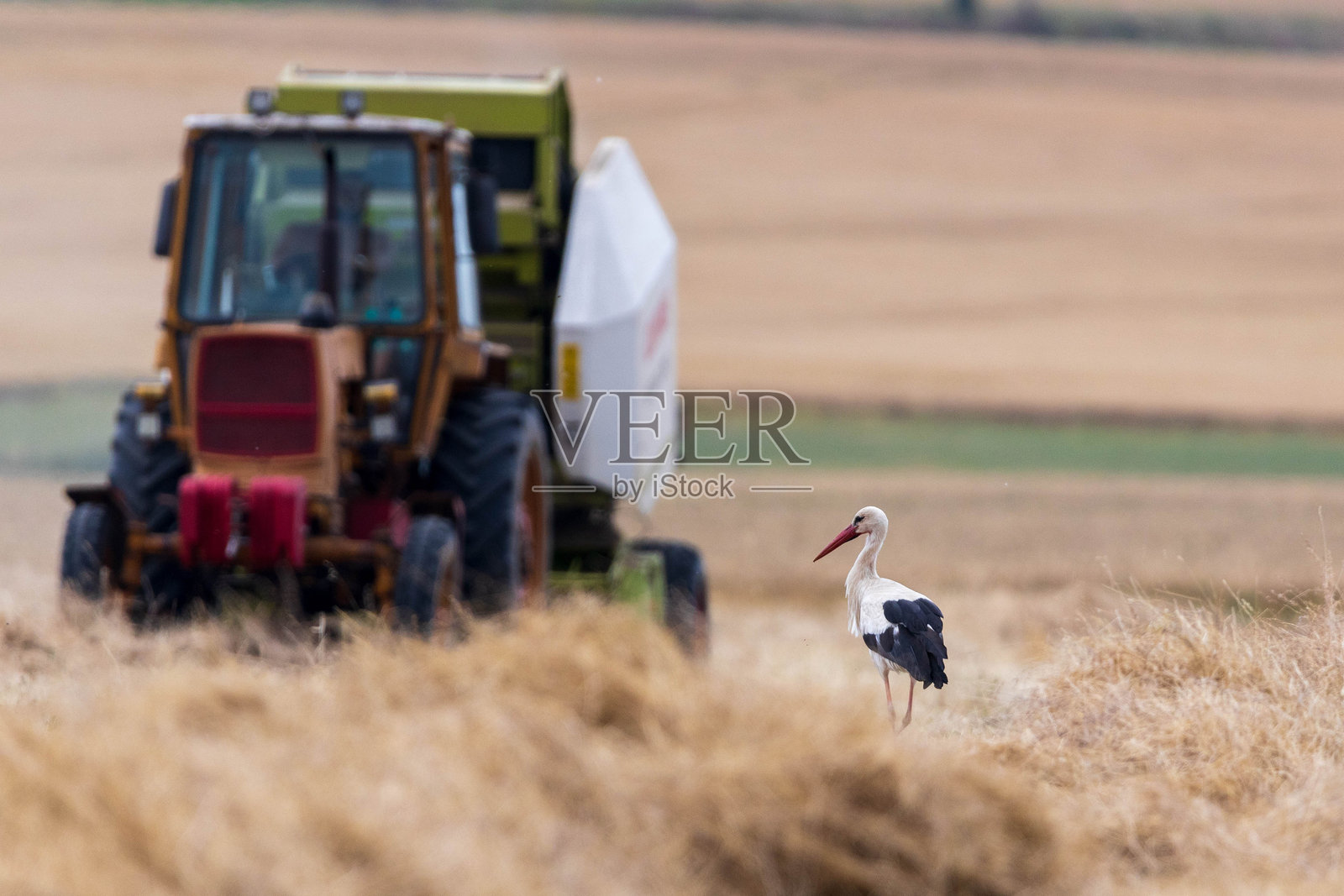 一只鹳和一辆拖拉机照片摄影图片