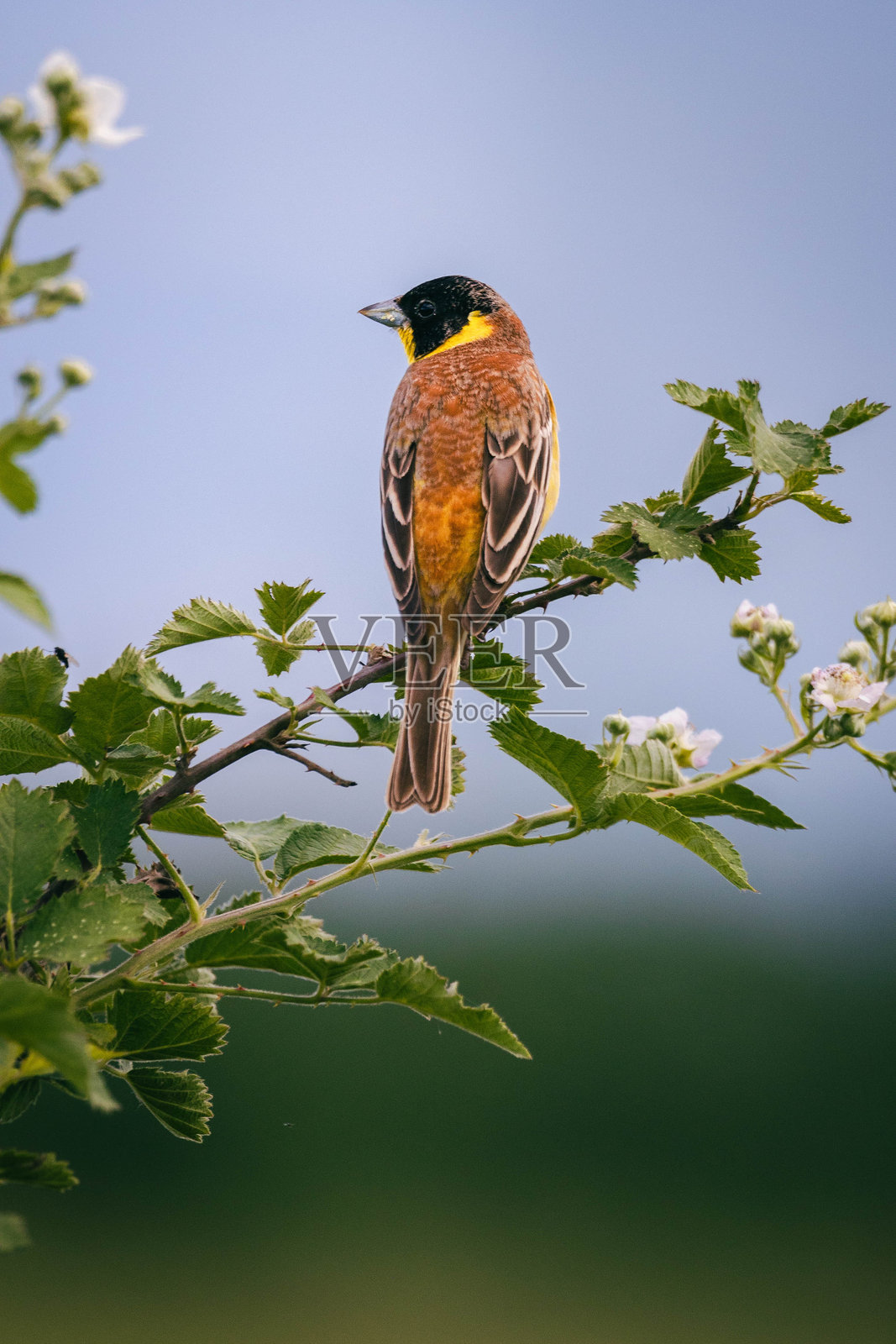 黑头黄鹂照片摄影图片