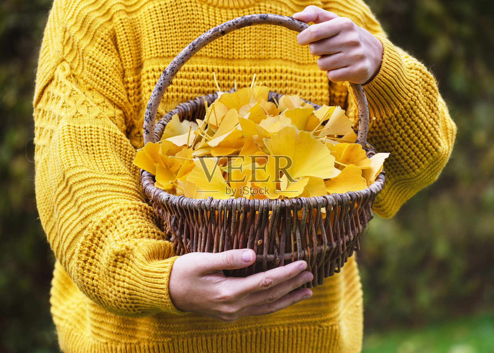 年轻女孩在秋天的花园里提着一个装满黄色银杏树叶的柳条篮子。照片摄影图片