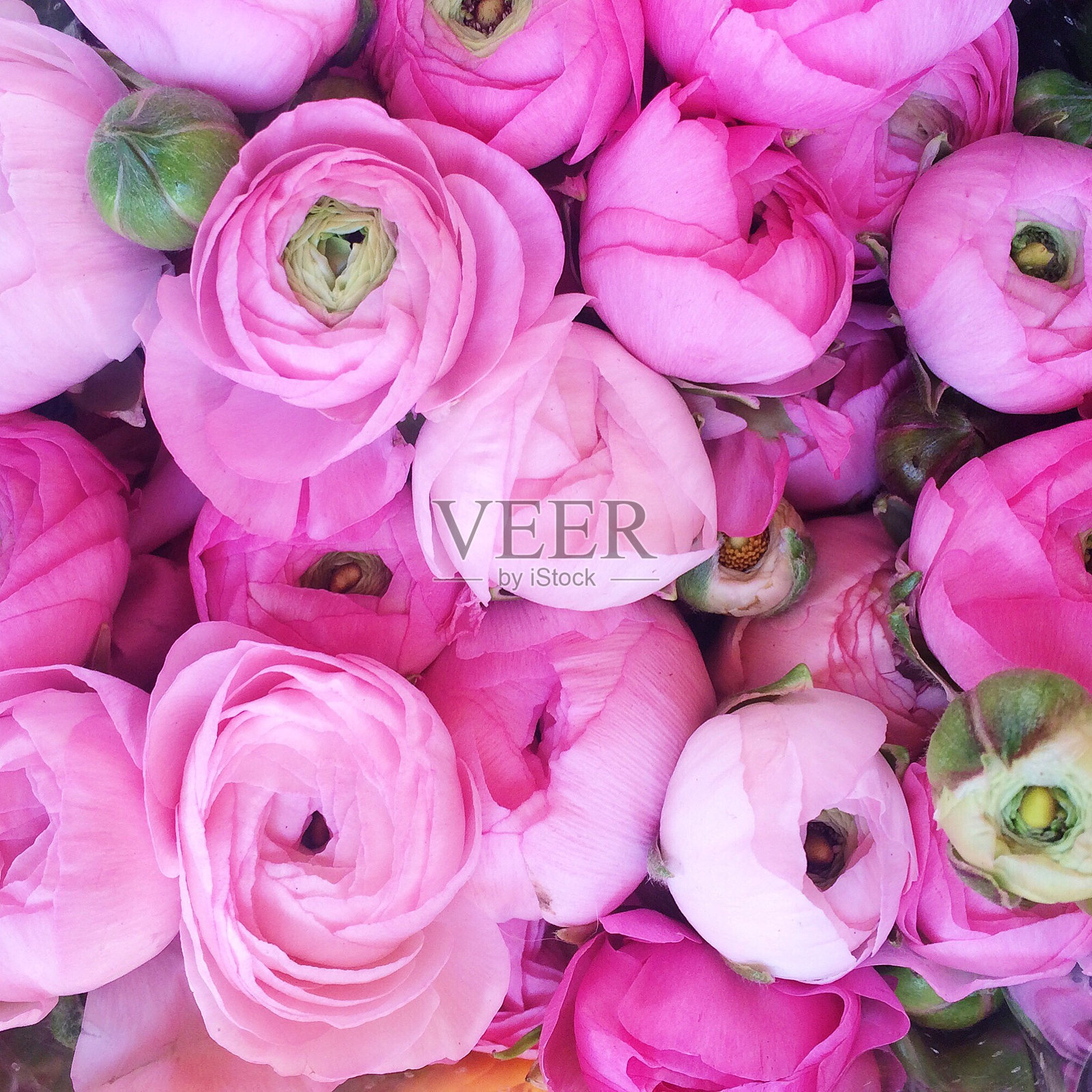 粉色玫瑰的特写镜头照片摄影图片