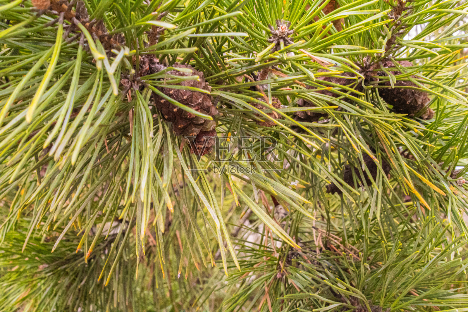 绿色云杉树。微距摄影。照片摄影图片