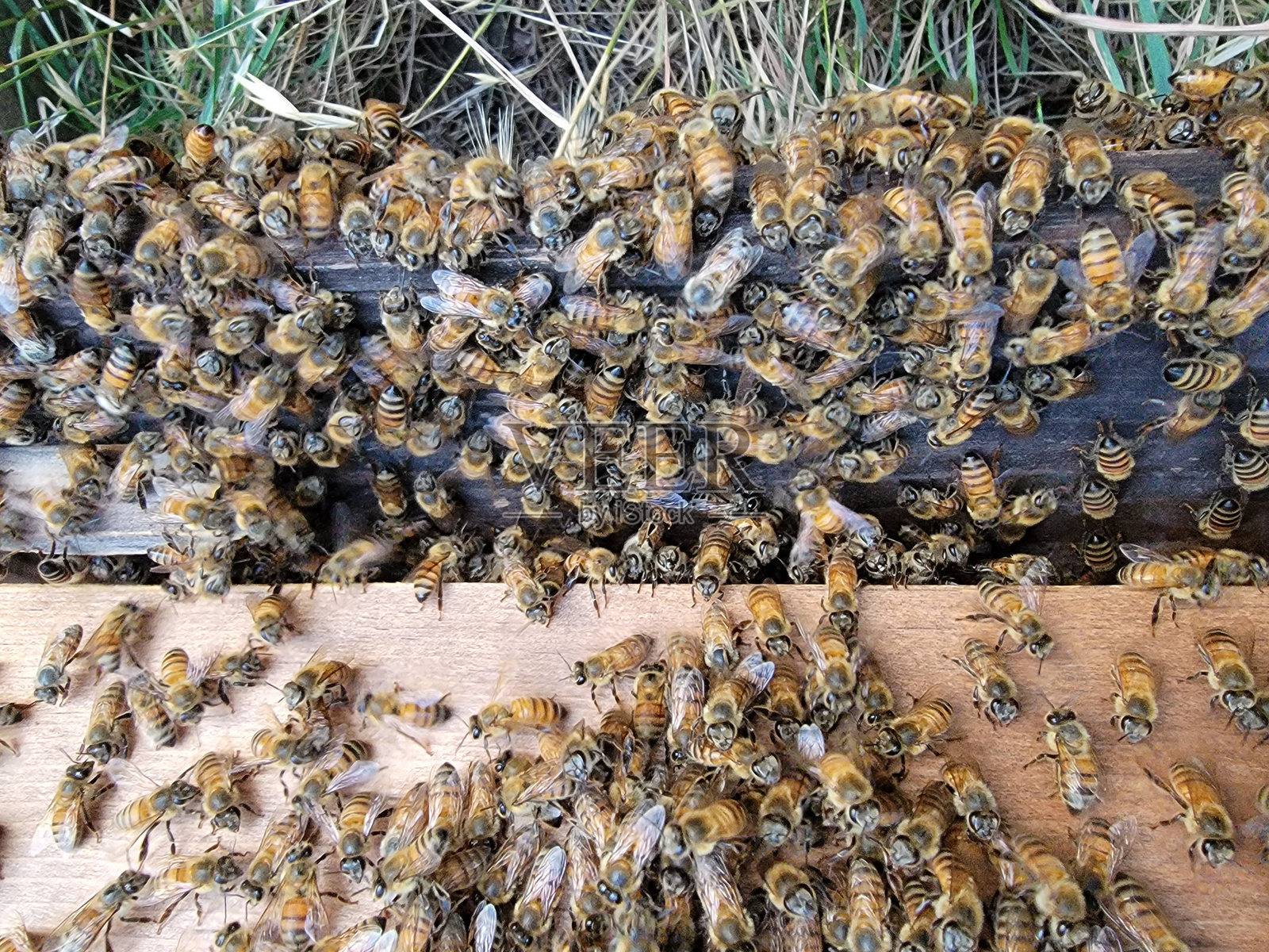 蜜蜂在蜂巢上照片摄影图片