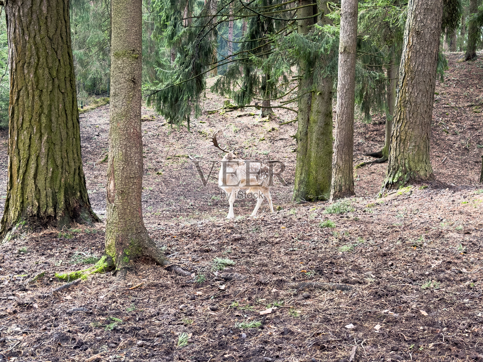 鹿在森林草地上行走。阳光明媚的日子里，鹿在草地上漫步。动物野生生物。照片摄影图片
